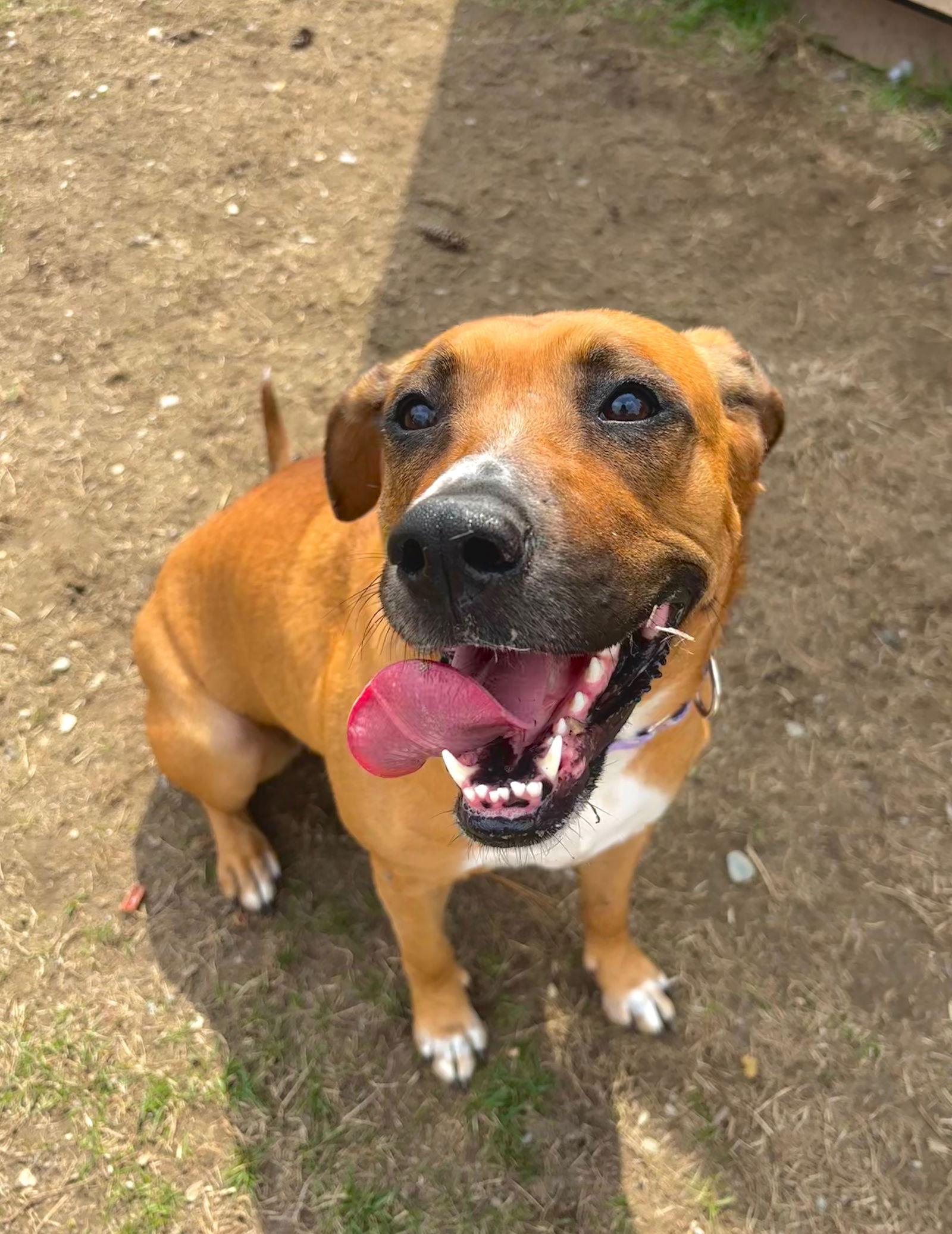 Enlarge Daisy, a Adoptable Hound in Arlington, VT image 3/3