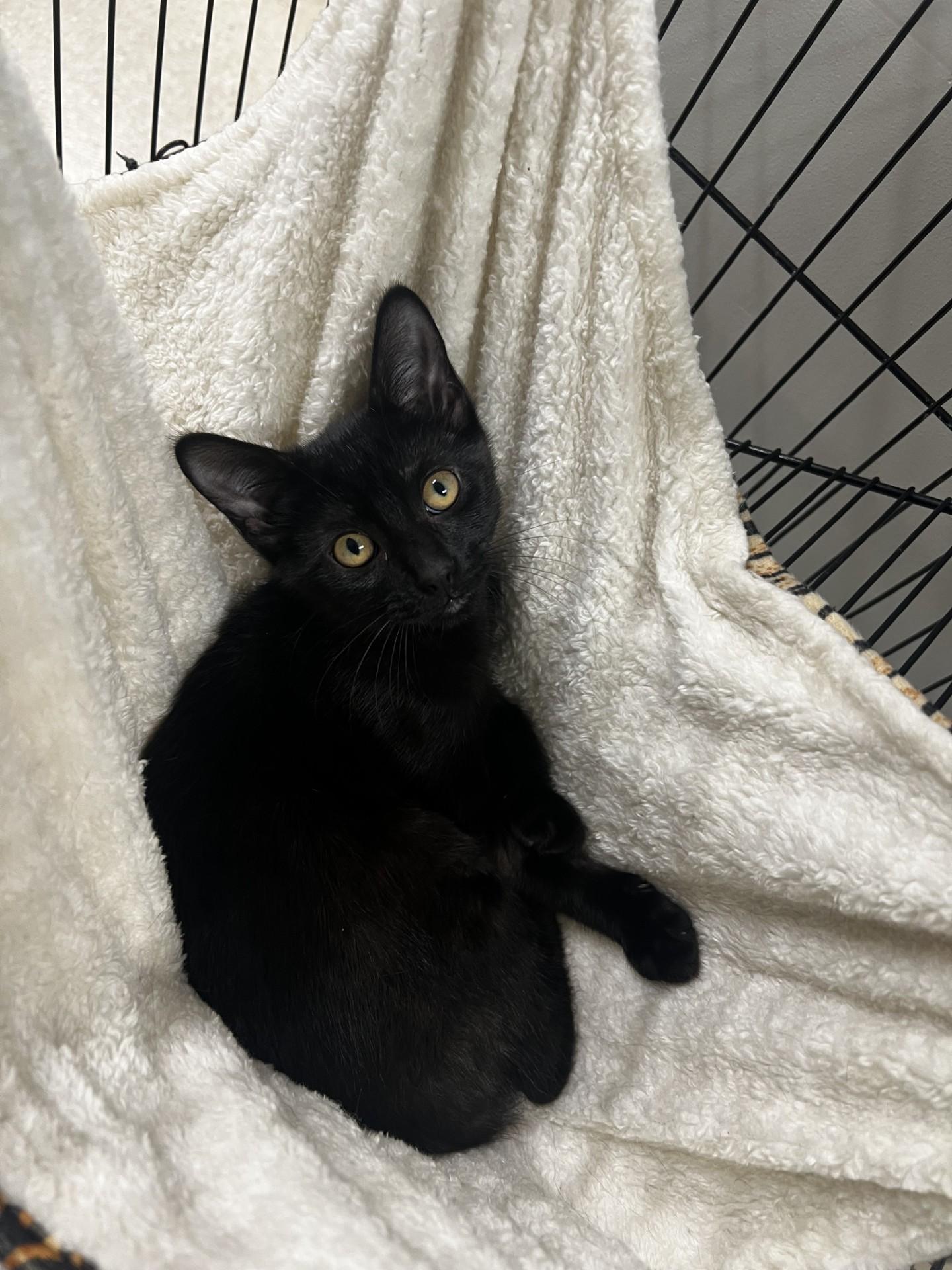 Enlarge Jackie, a ADOPTABLE Domestic Short Hair in Yorkville, IL image 1/1