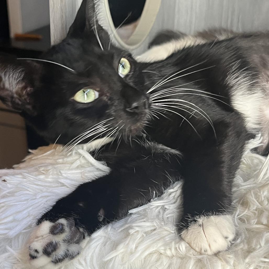 Mustang, Adoptable, Young Female Domestic Short Hair.