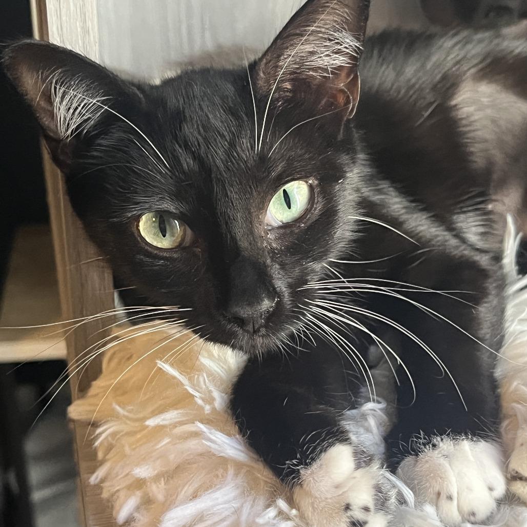 Enlarge Mustang, a Adoptable Domestic Short Hair in Fort Lauderdale, FL image 2/2