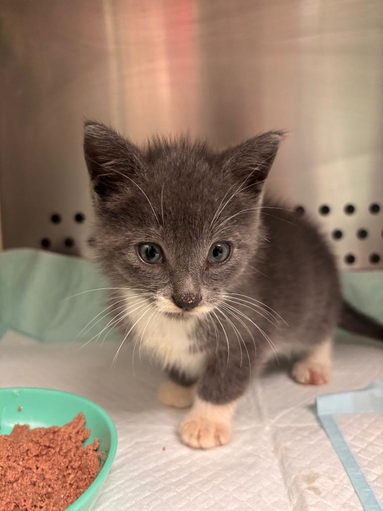 Jacobi, Adoptable, Kitten Male Domestic Short Hair.