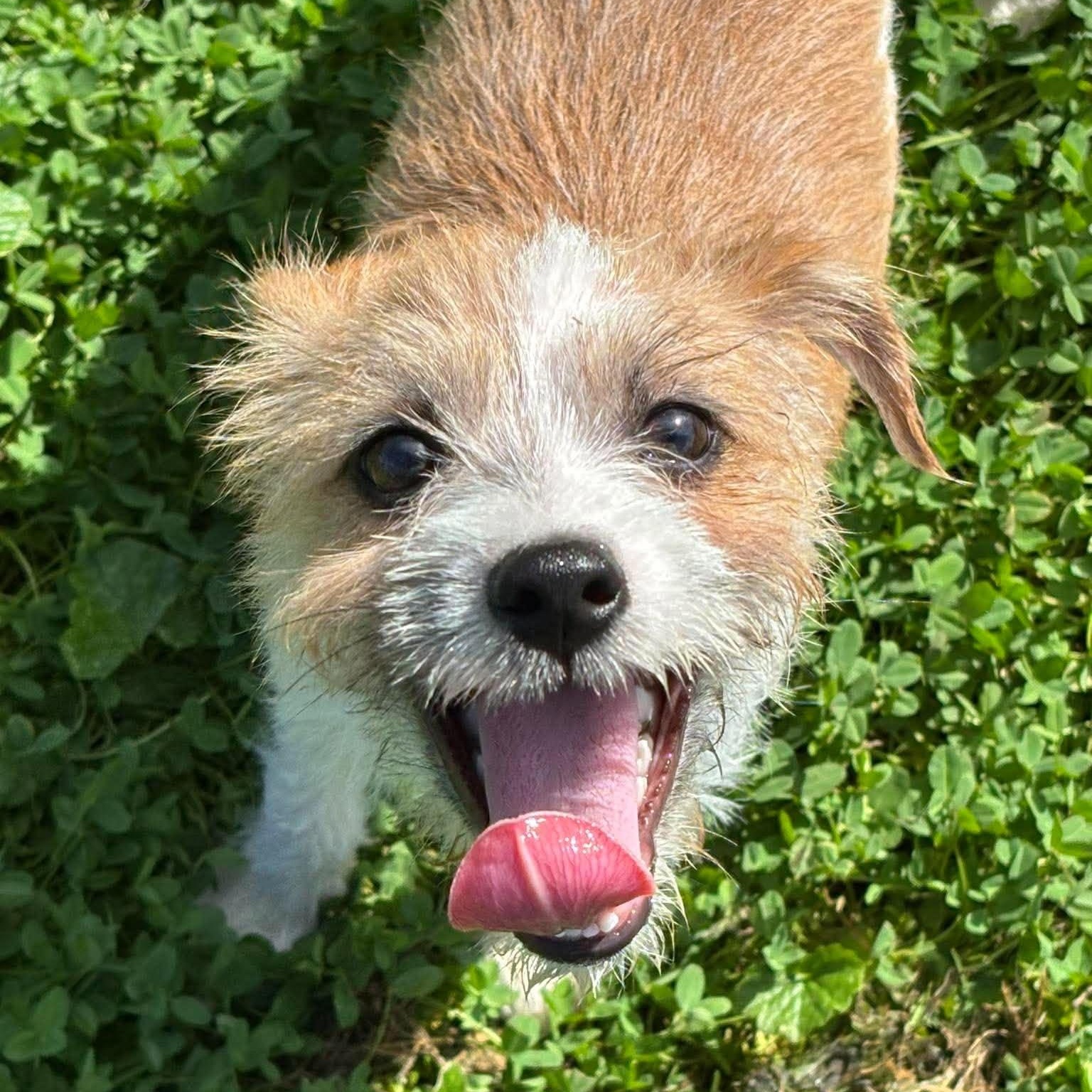 Jill, Adopted, Puppy Female Jack Russell Terrier & Poodle.