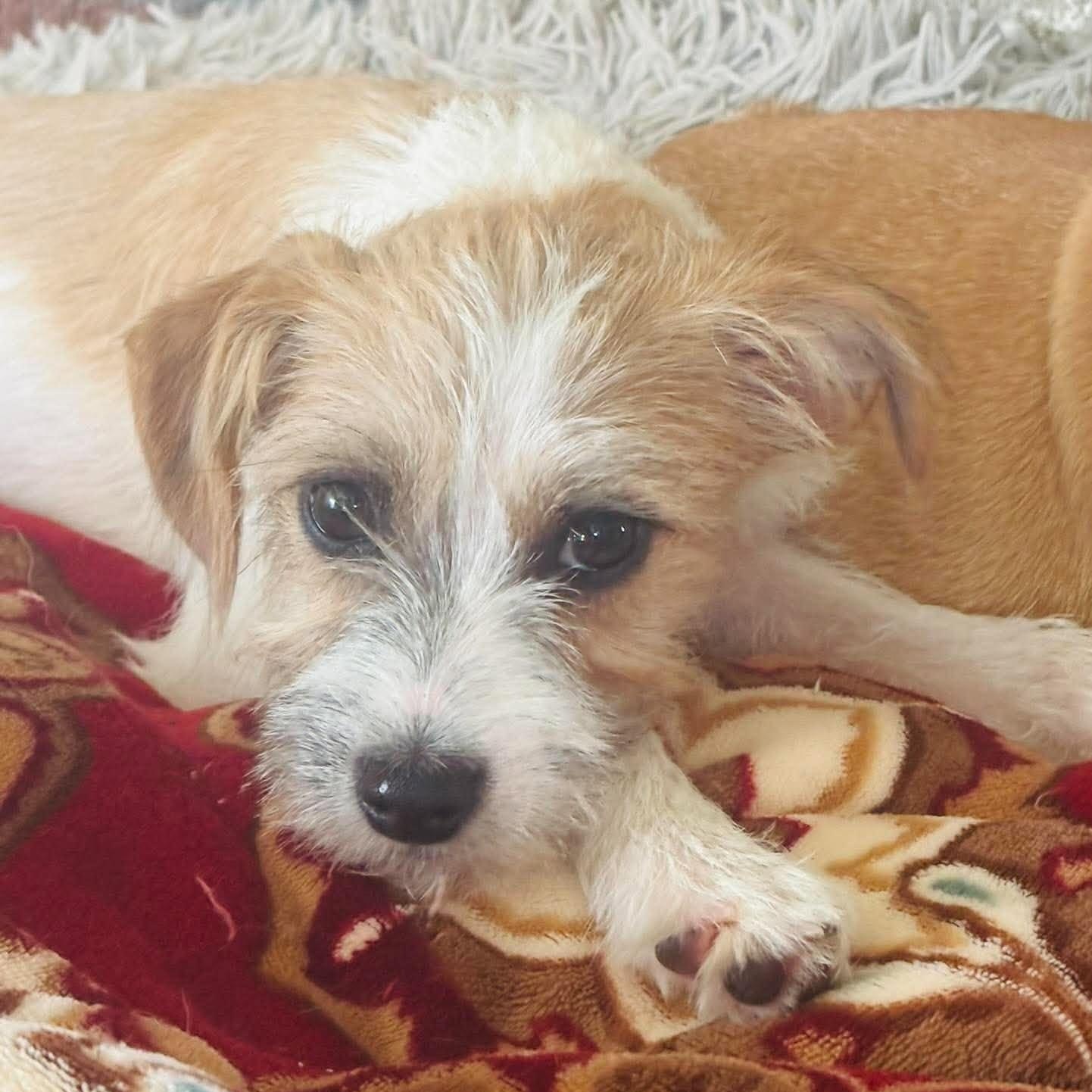 Enlarge Jill, a Adopted mixed breed in Rochester, NY image 2/5