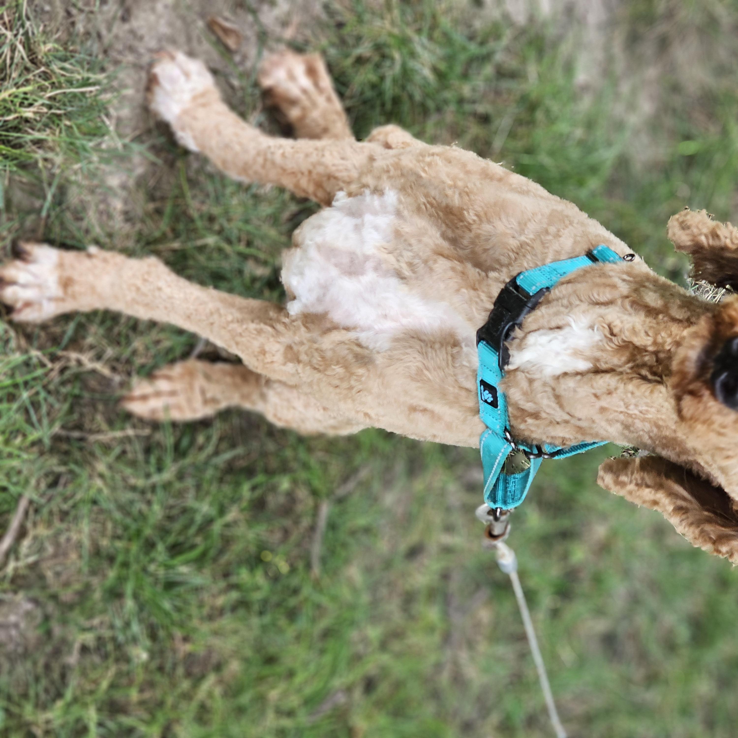 Milo so il, a Adoptable Goldendoodle in Springfield , IL image 4/5