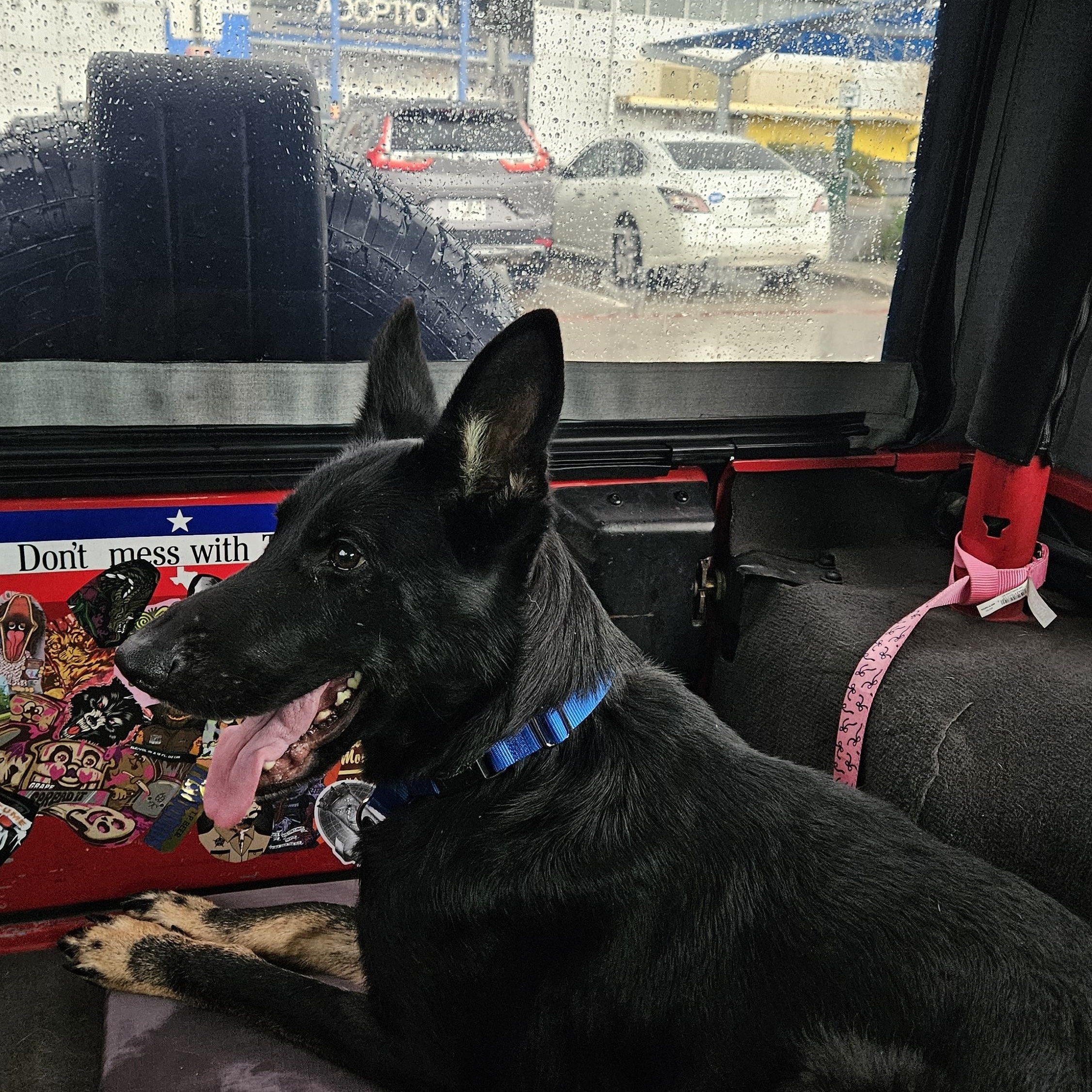 Storm, a Adopted mixed breed in Falls Church, VA image 6/6