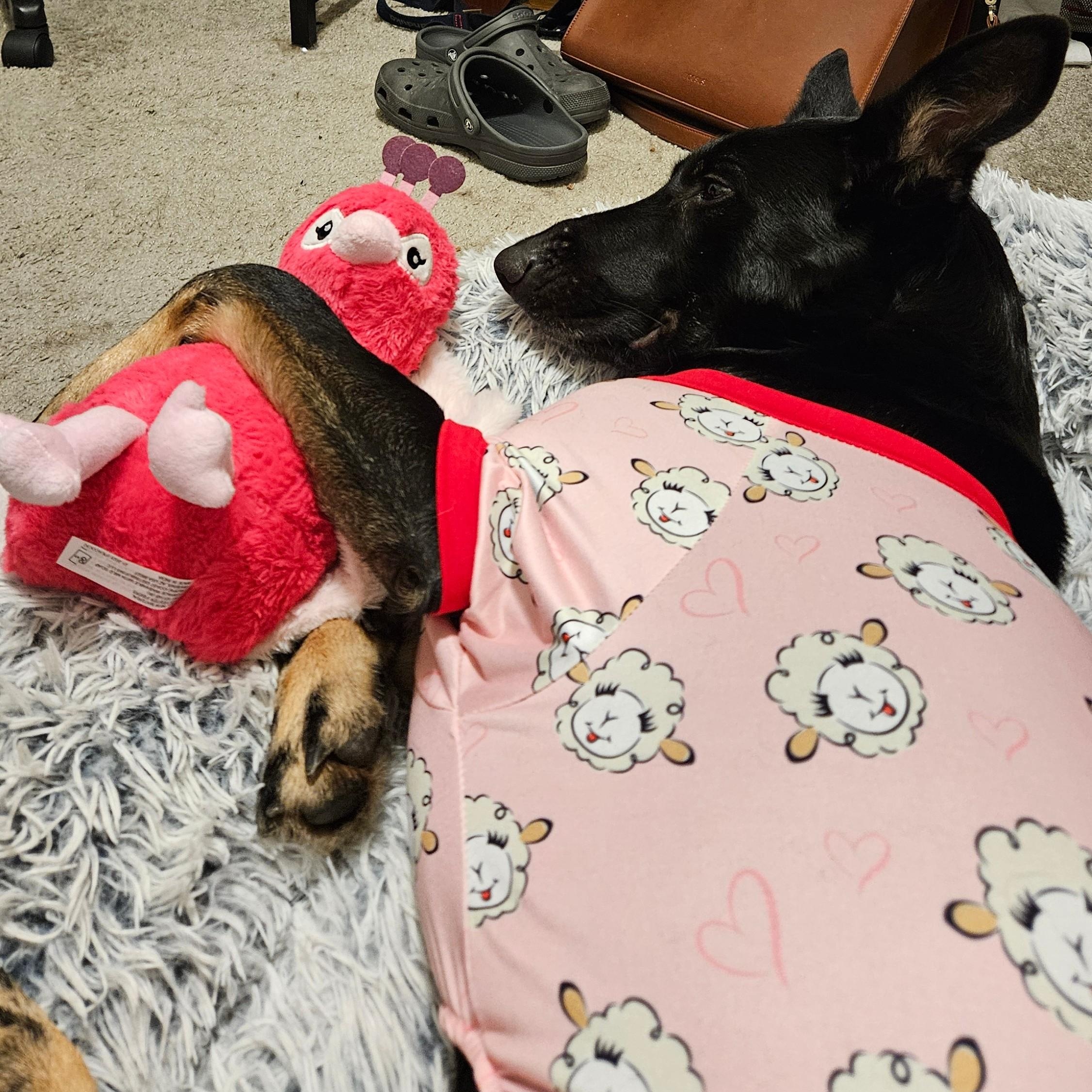 Storm, a Adopted mixed breed in Falls Church, VA image 2/6