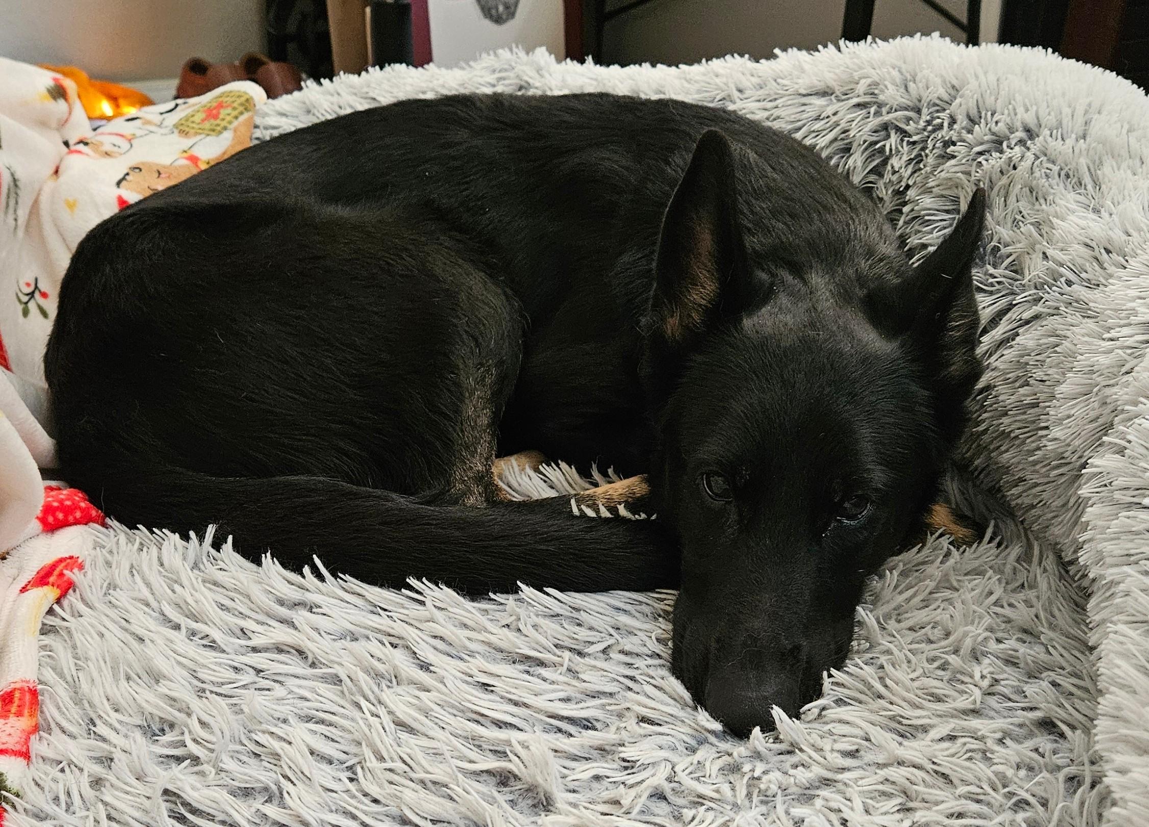 Storm, a Adopted mixed breed in Falls Church, VA image 4/6