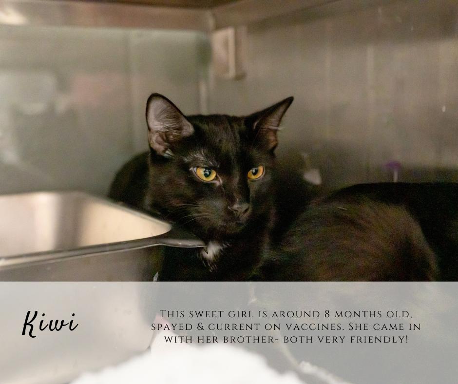 Kiwi, adopted, Young Female Domestic Short Hair.