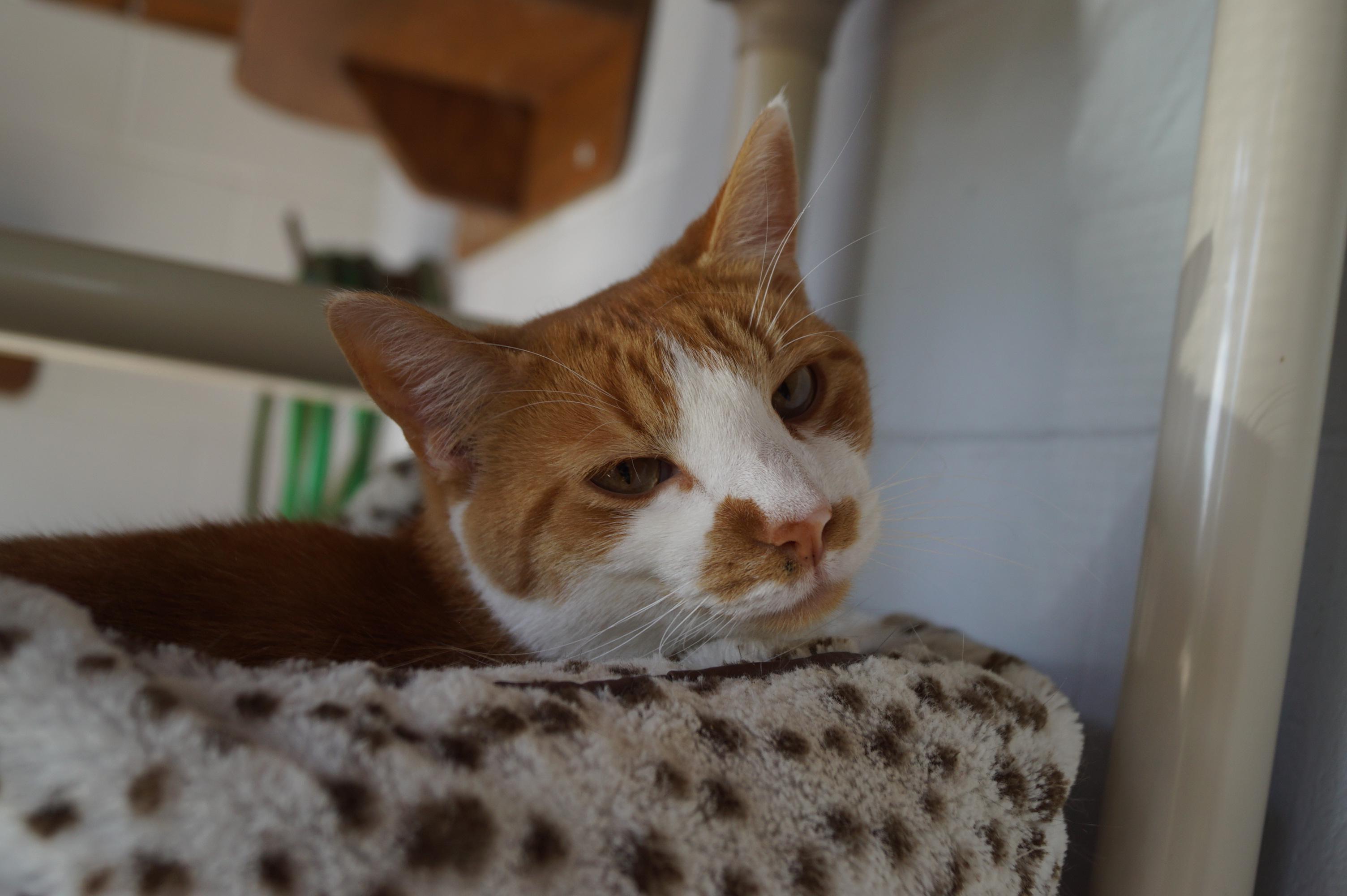 Ellie- Bonded with Penny!, a Adoptable Domestic Short Hair in New Milford, CT image 2/6