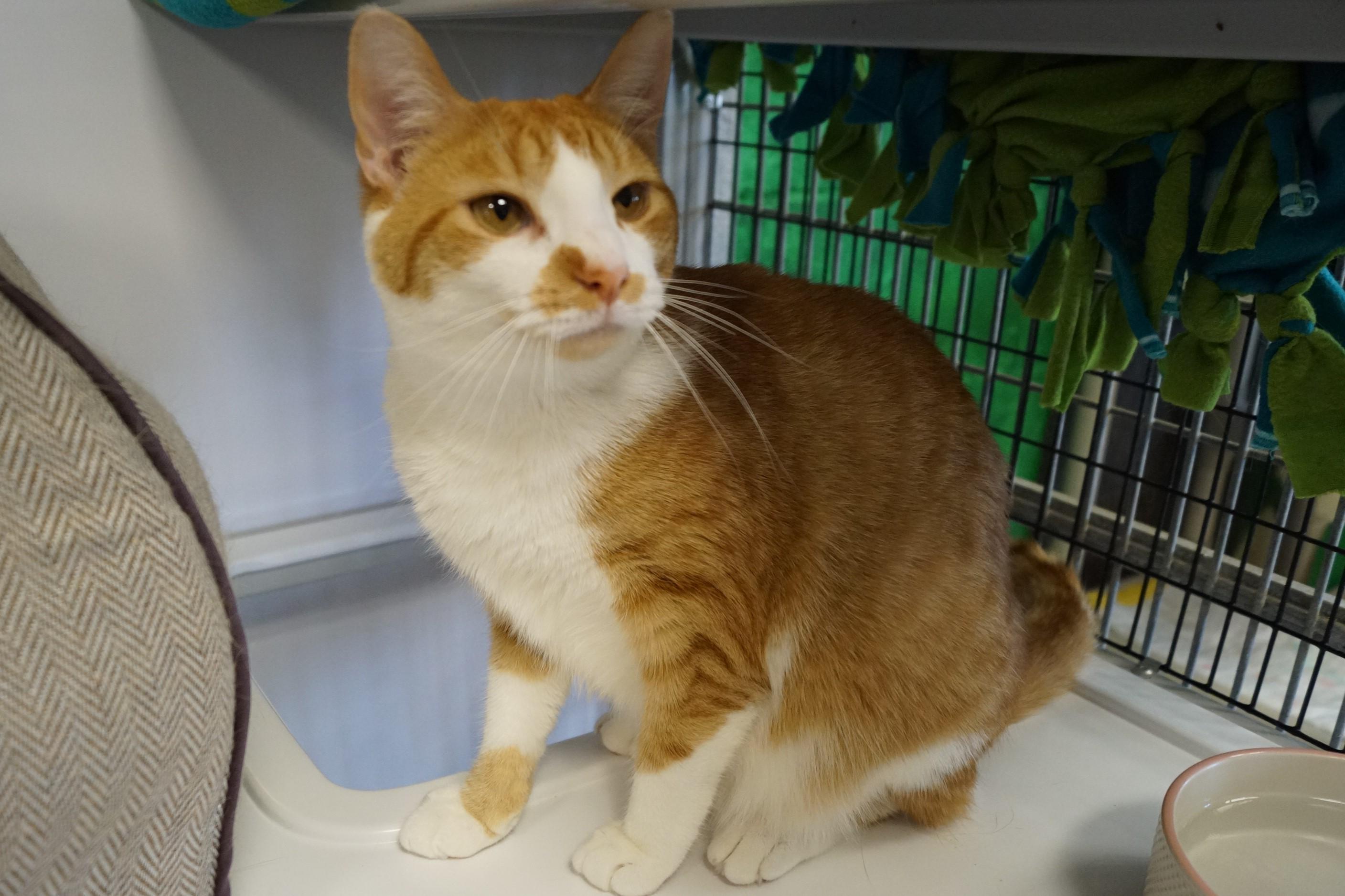 Ellie- Bonded with Penny!, Young Female unknown