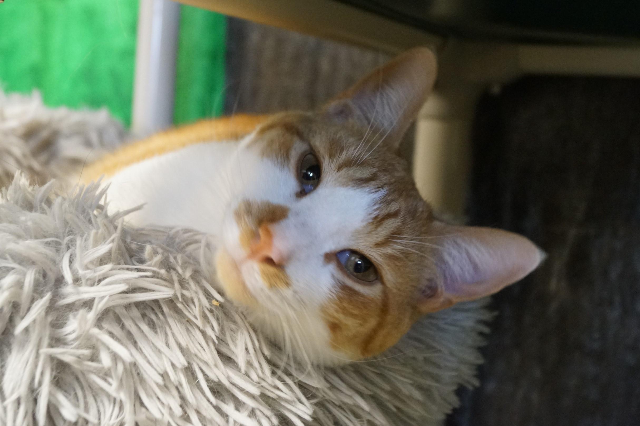 Ellie- Bonded with Penny!, Adoptable, Young Female Domestic Short Hair.