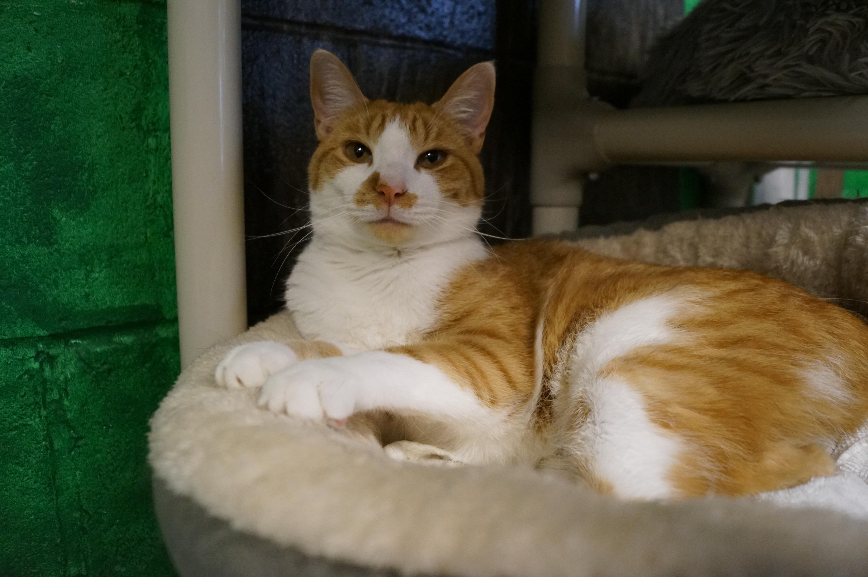 Ellie- Bonded with Penny!, a Adoptable Domestic Short Hair in New Milford, CT image 3/6