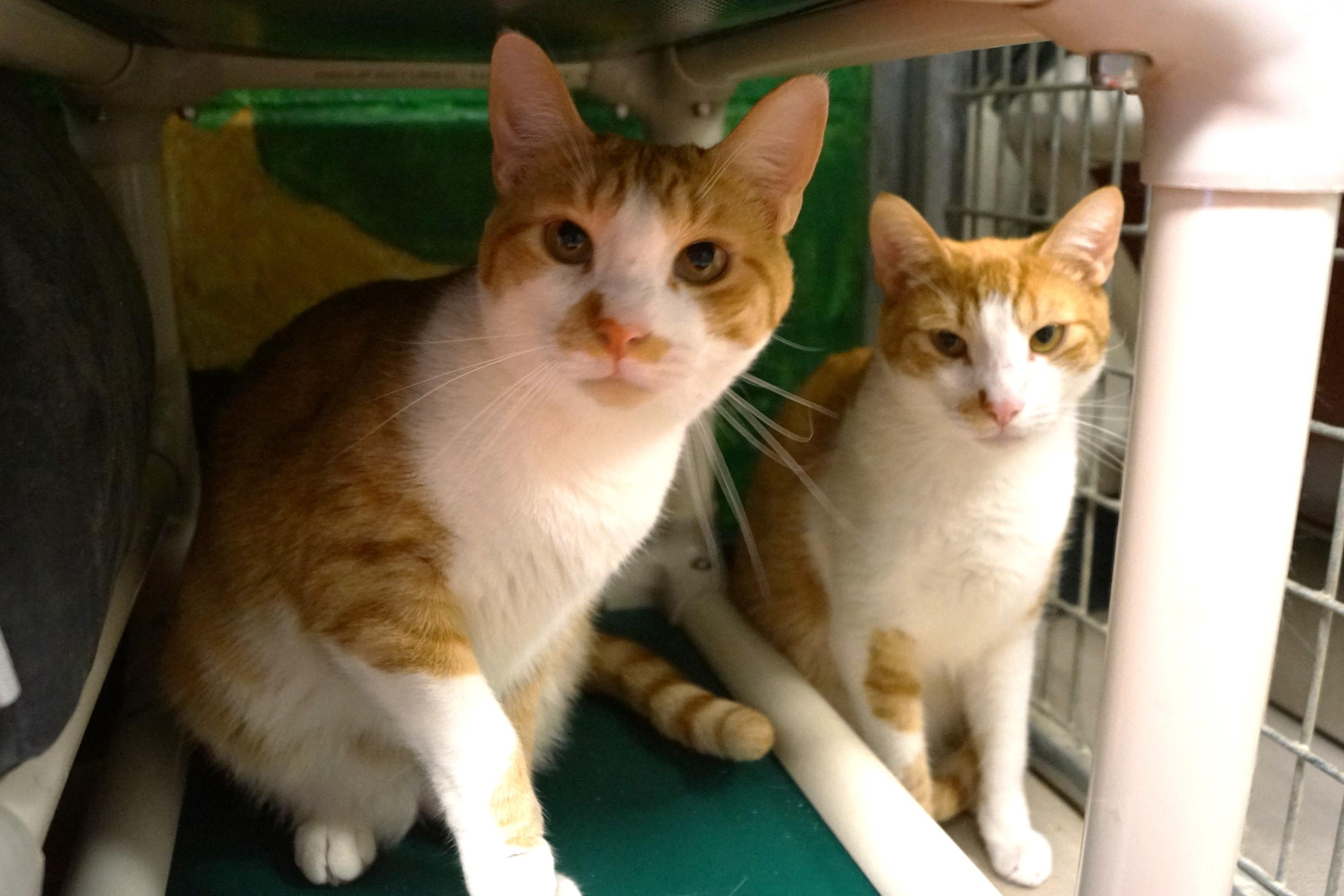 Ellie- Bonded with Penny!, a Adoptable Domestic Short Hair in New Milford, CT image 4/6