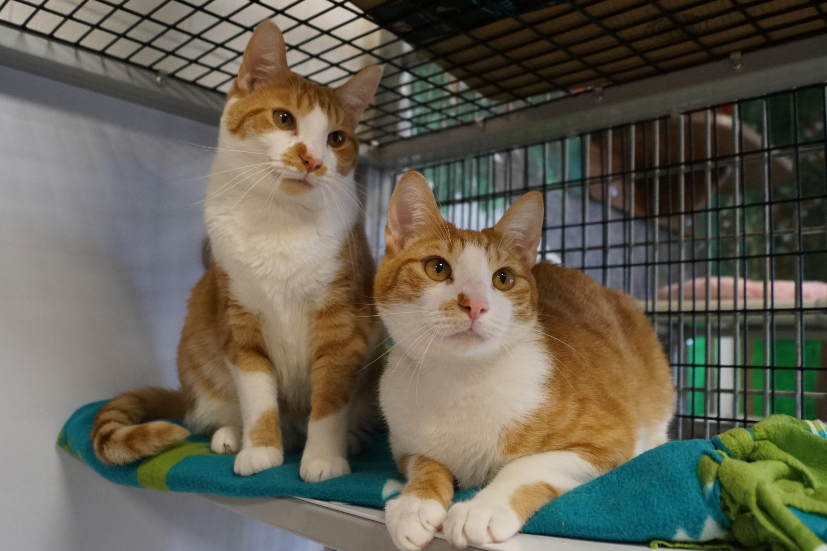 Ellie- Bonded with Penny!, a Adoptable Domestic Short Hair in New Milford, CT image 5/6