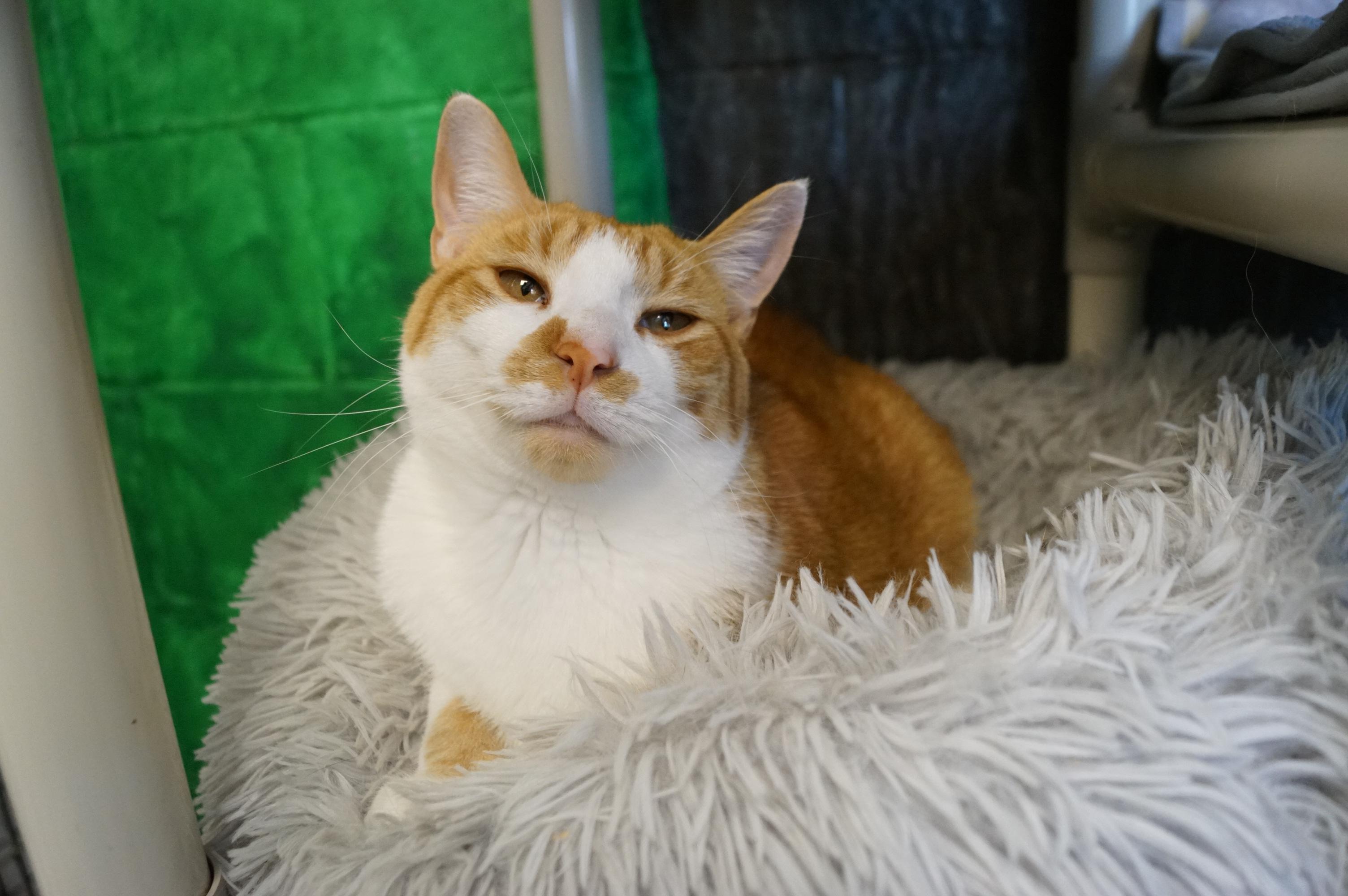 Ellie- Bonded with Penny!, a Adoptable Domestic Short Hair in New Milford, CT image 6/6