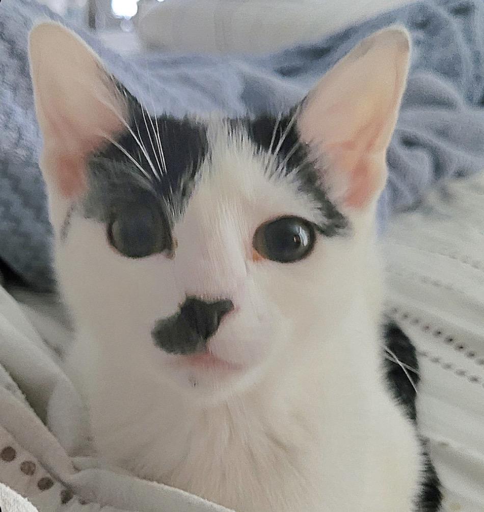 Mustachio, ADOPTABLE, Kitten Male Domestic Short Hair.