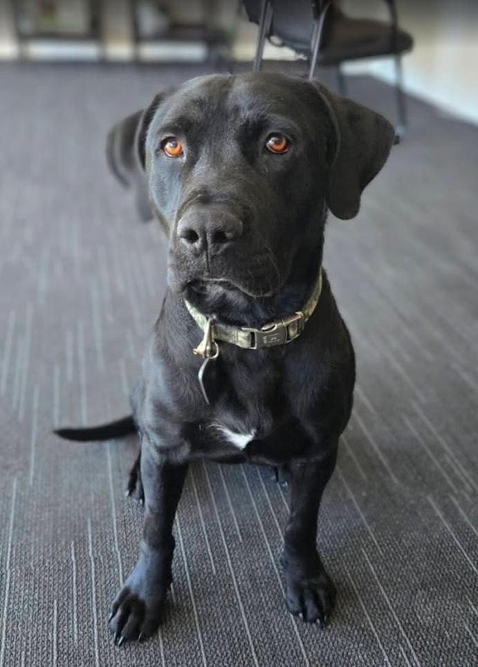 Enlarge Willie, an adopted mixed breed in Pinedale, WY image 4/4