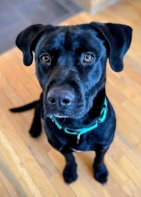 Enlarge Willie, an adopted mixed breed in Pinedale, WY image 1/4