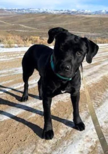 Enlarge Willie, an adopted mixed breed in Pinedale, WY image 2/4