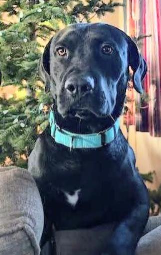 Enlarge Willie, an adopted mixed breed in Pinedale, WY image 3/4