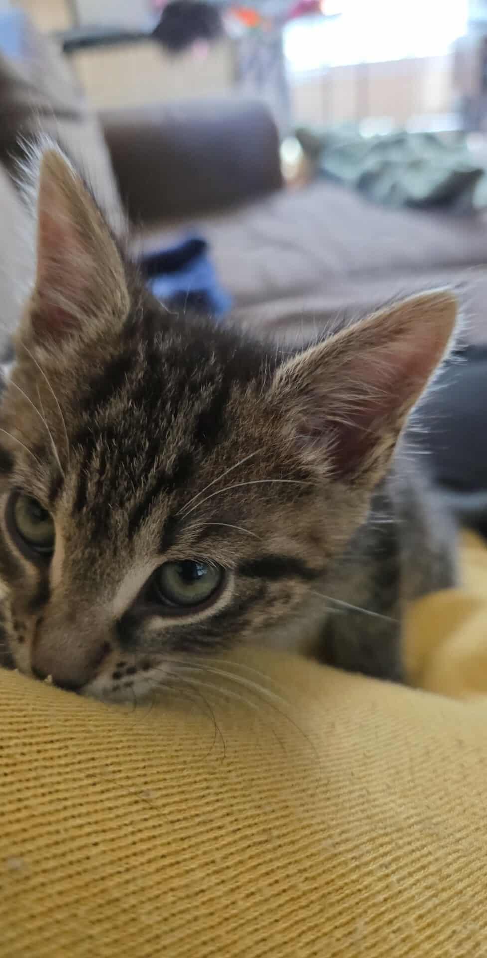 Woodstock, a Adoptable Tabby in Norwich, CT image 2/3