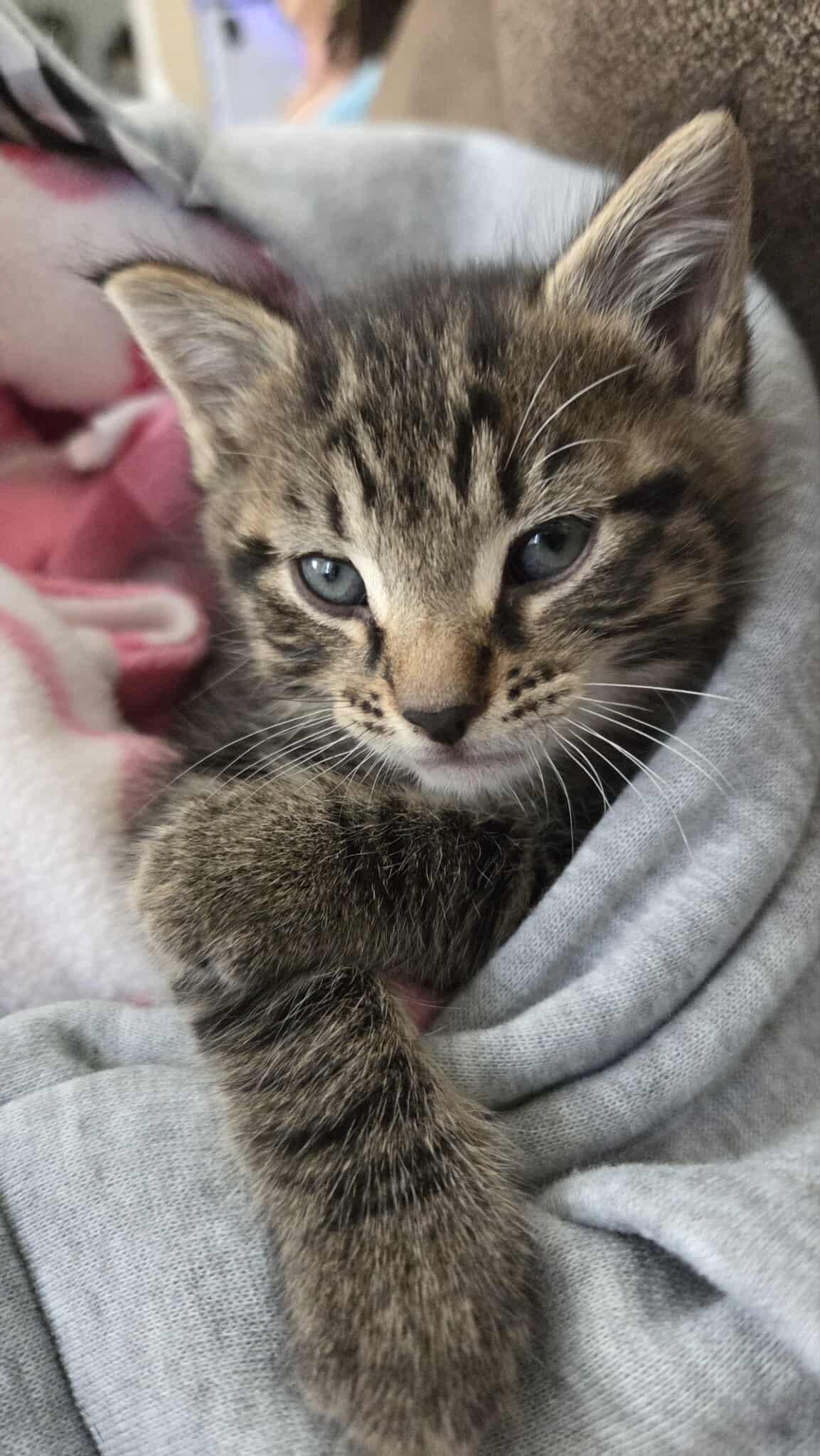 Woodstock, a Adoptable Tabby in Norwich, CT image 3/3