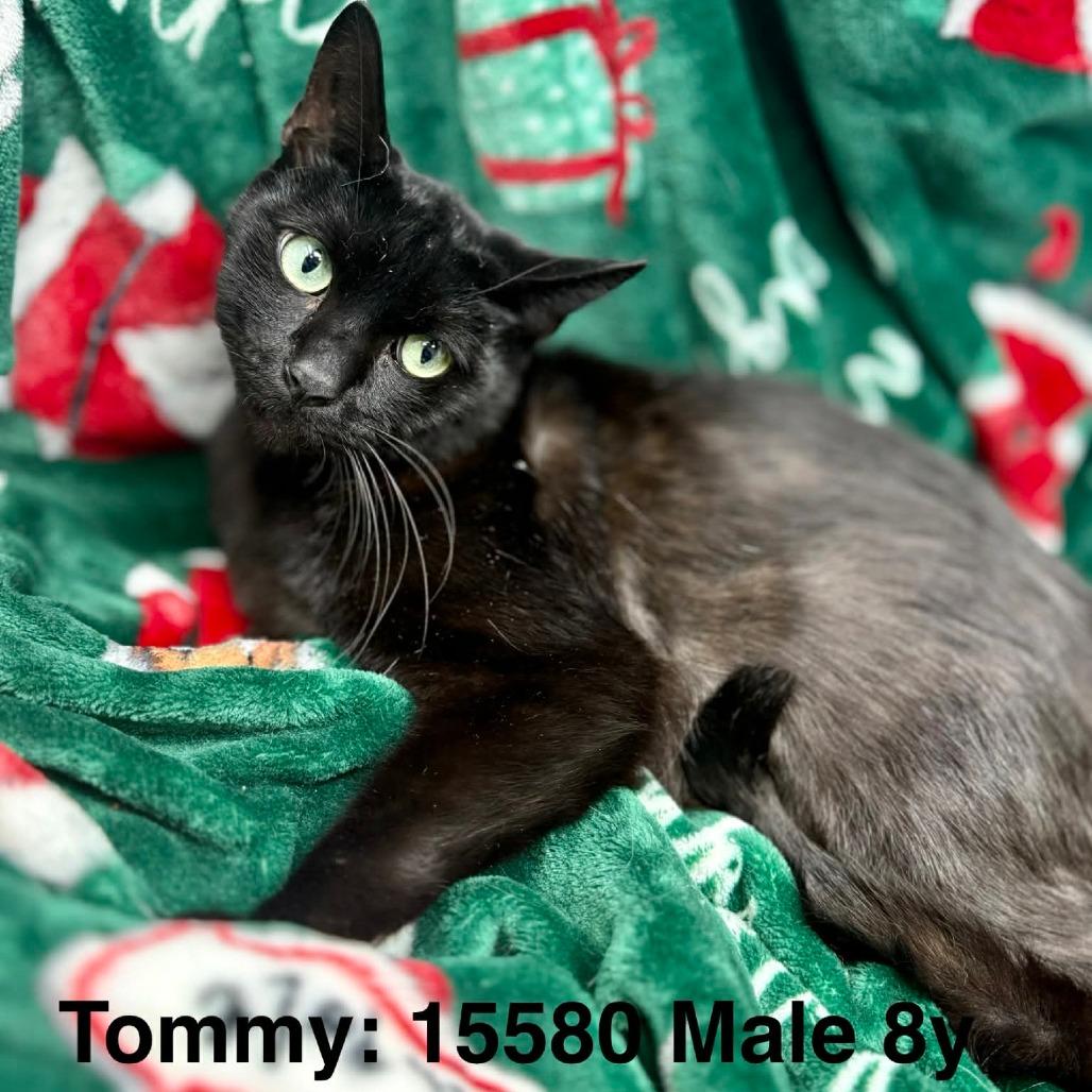 Tommy, Adoptable, Senior Male Domestic Short Hair.