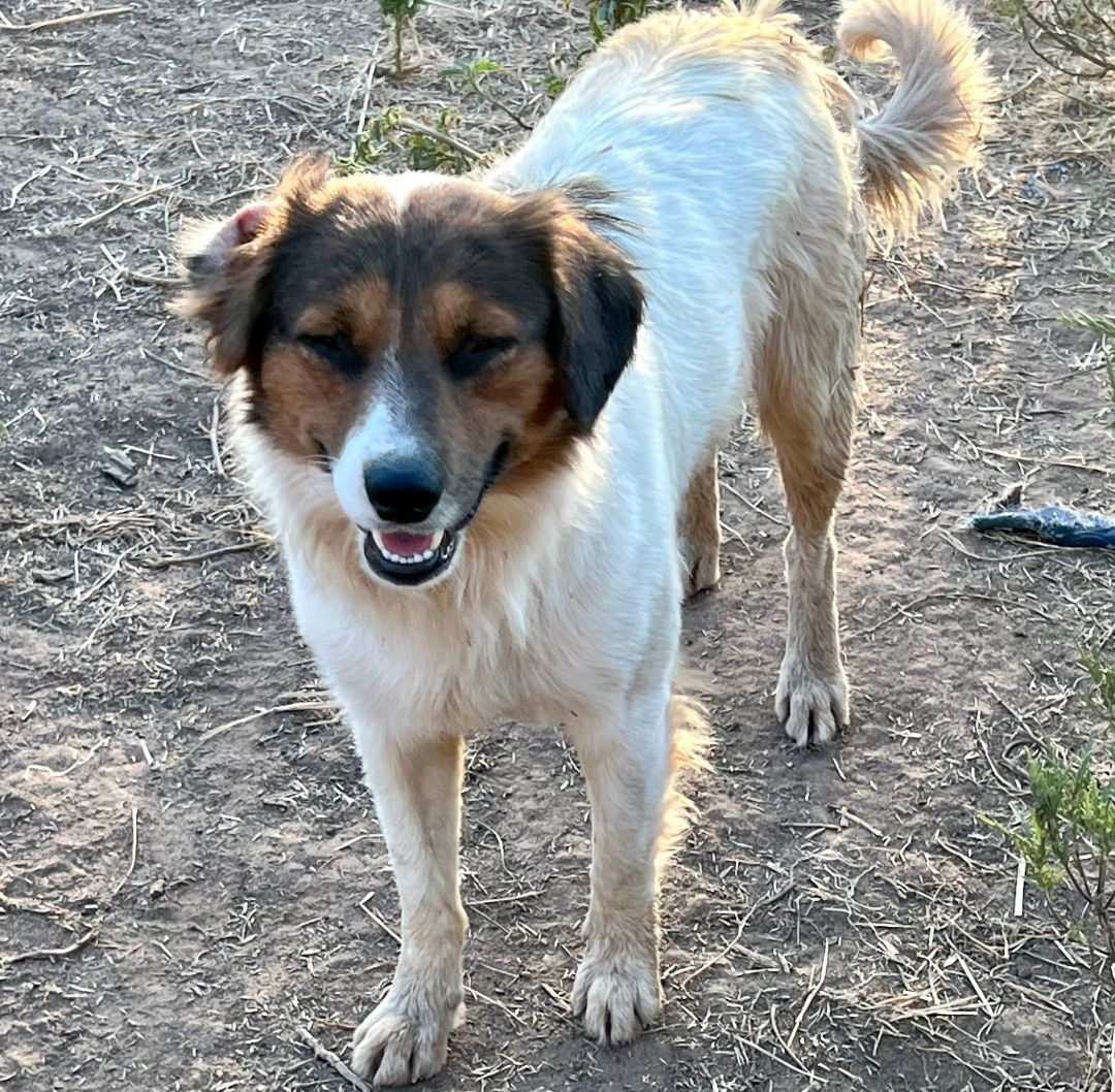 Pancho, Adoptable, Young Male Mixed Breed.