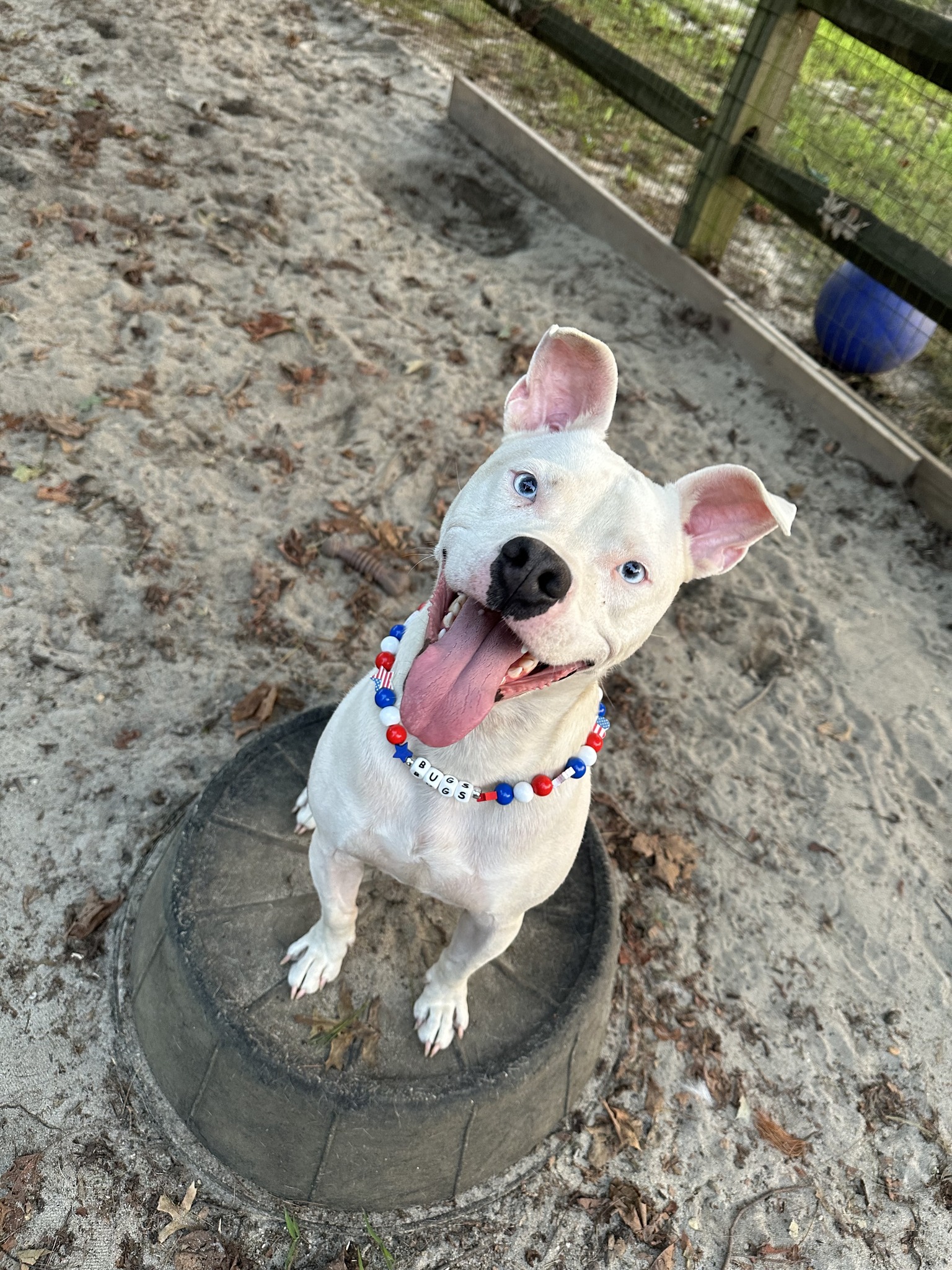 Bugs, Adopted, Young Male American Staffordshire Terrier & Pit Bull Terrier.
