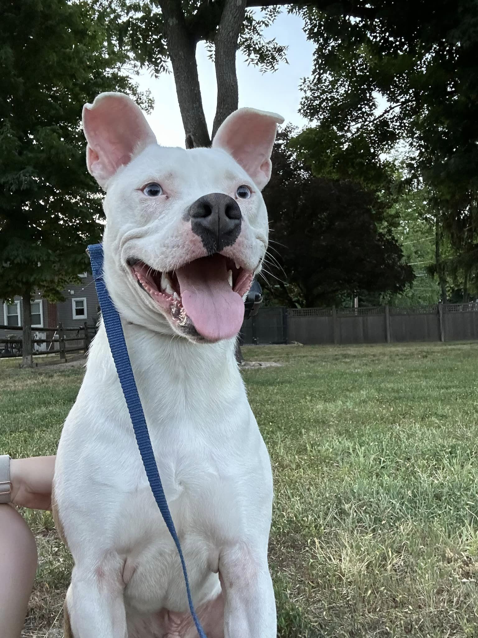 Bugs, a Adopted mixed breed in west creek, NJ image 2/5