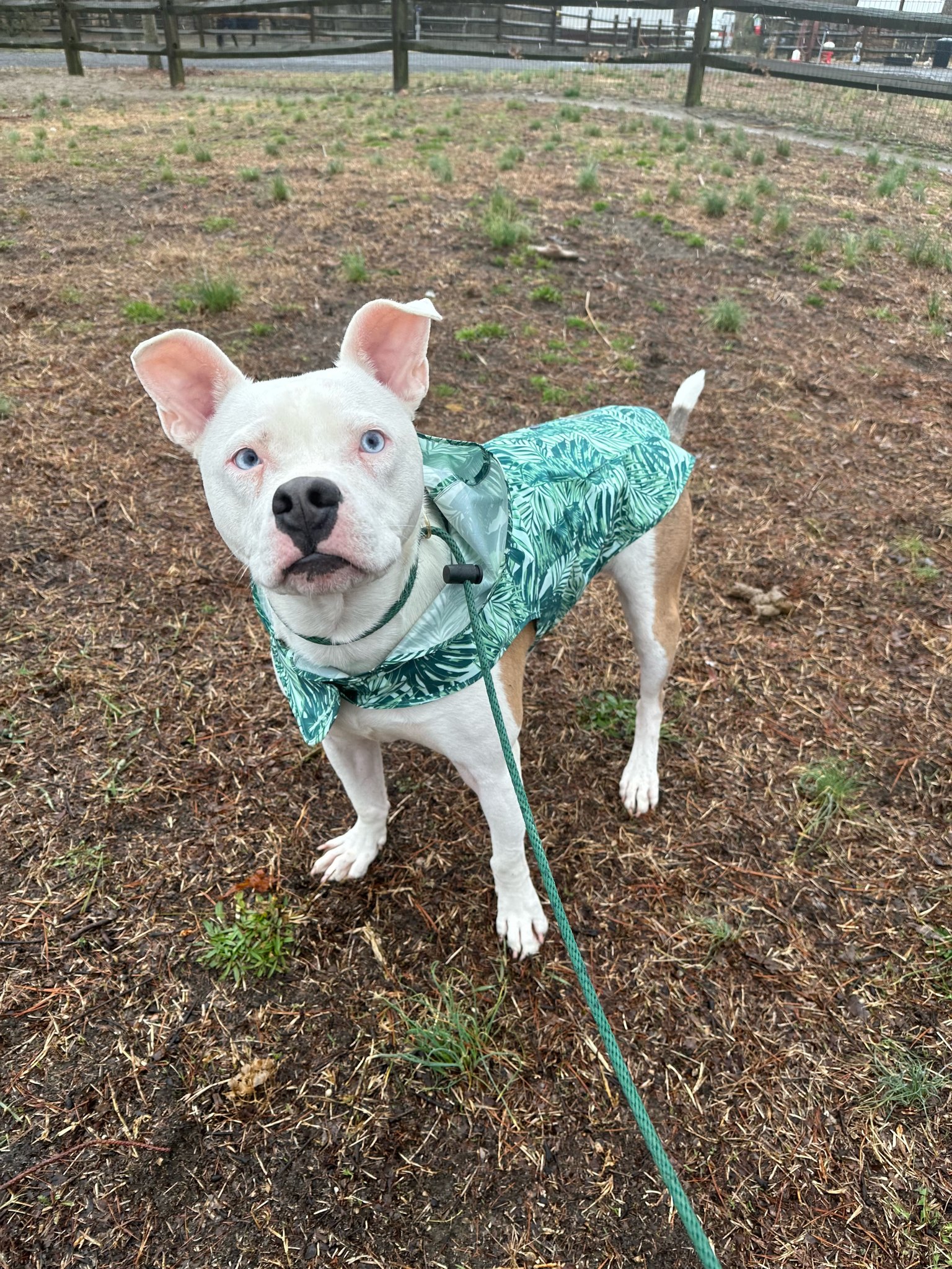 Bugs, a Adopted mixed breed in west creek, NJ image 4/5