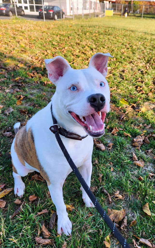 Bugs, a Adopted mixed breed in west creek, NJ image 5/5