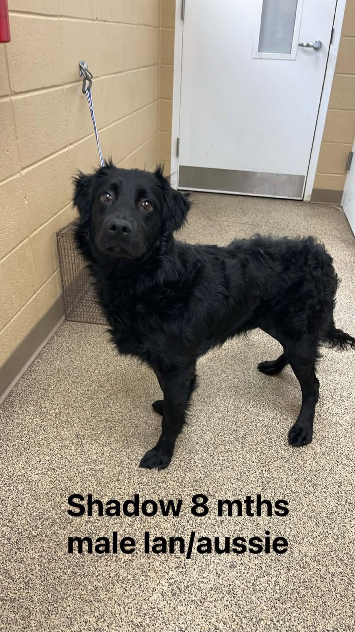 Enlarge Shadow, a ADOPTABLE mixed breed in Fort Payne, AL image 1/1