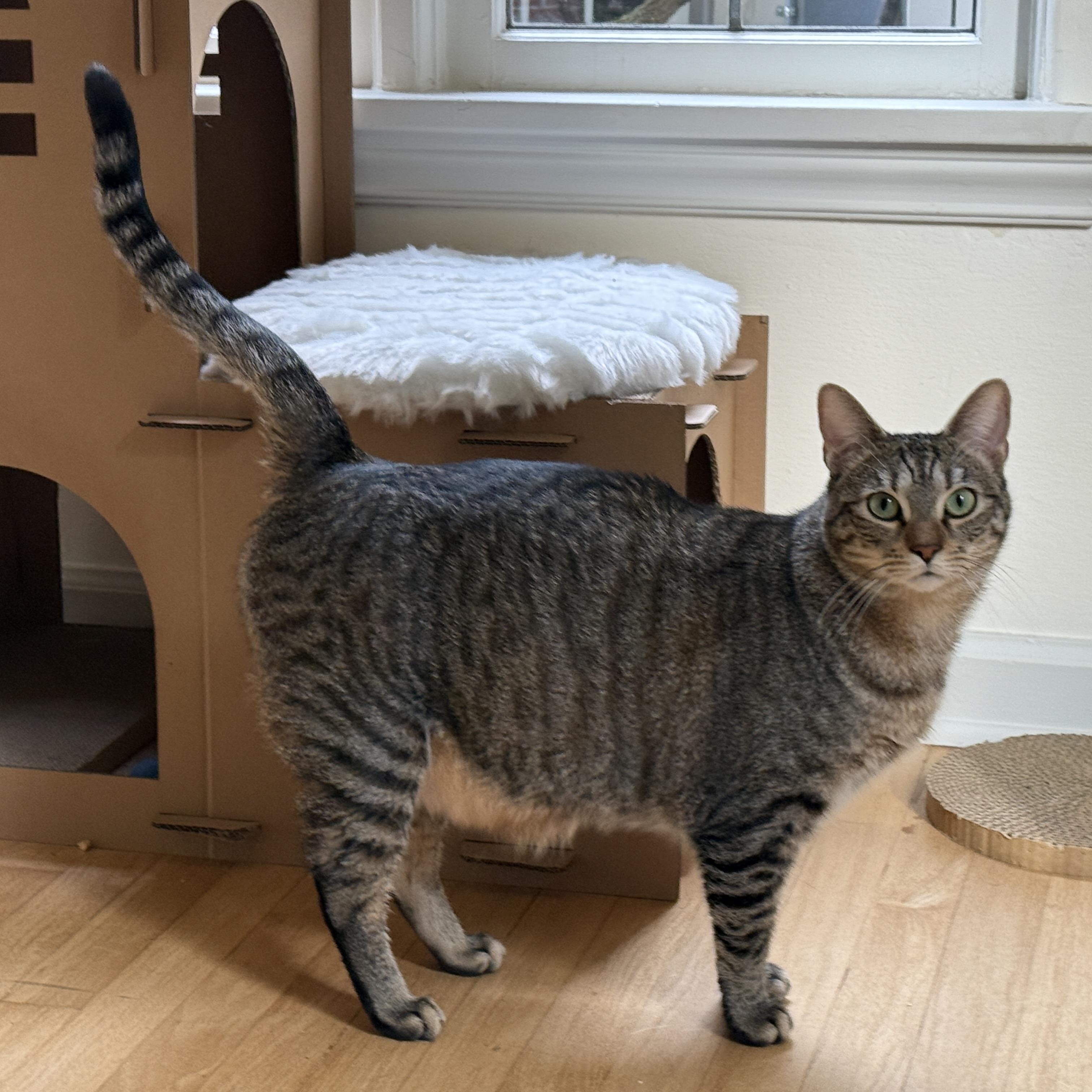 Sesame (Bonded to Isabella) — thumbnail 2