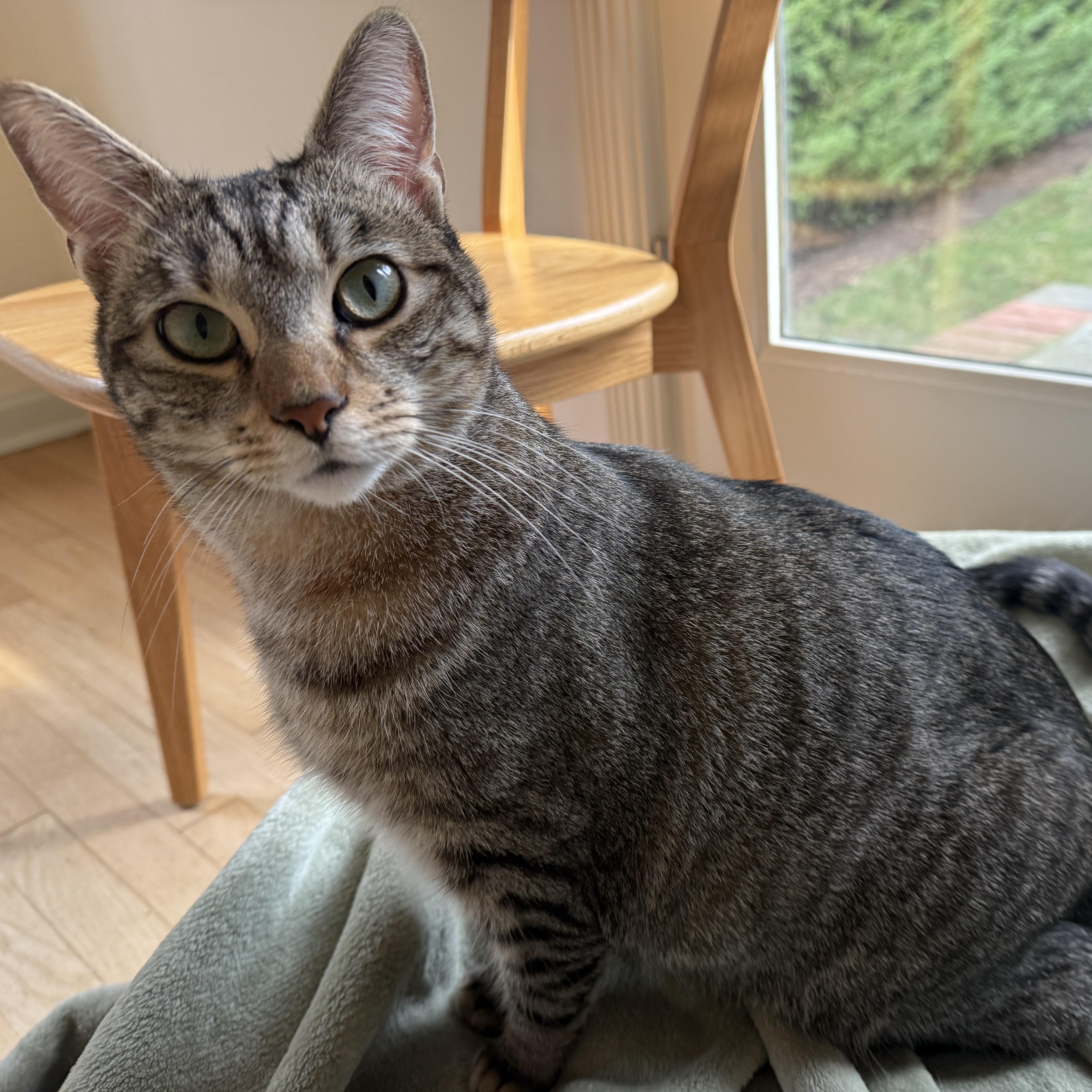 Sesame (Bonded to Isabella), adoptable, Young Male Domestic Short Hair.