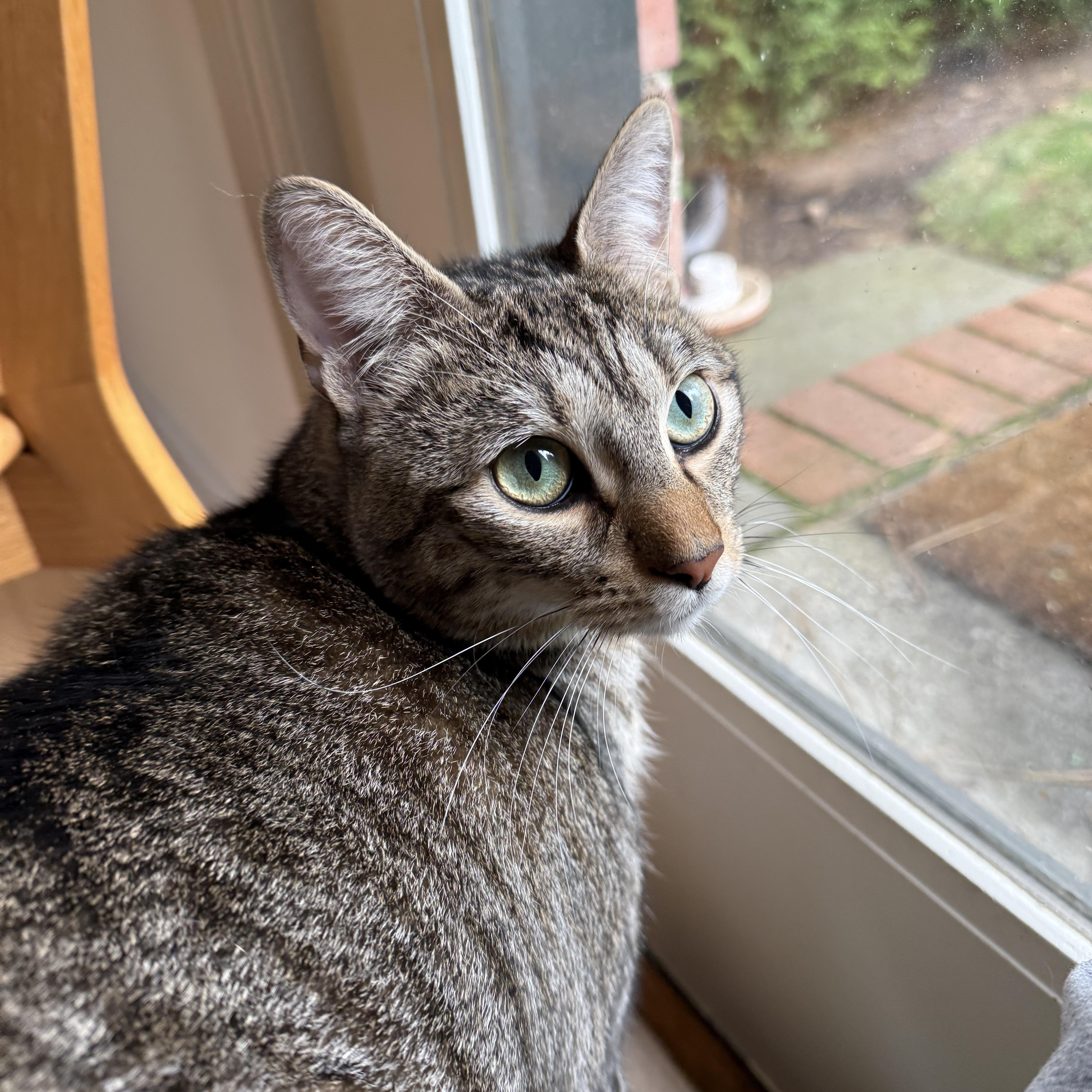 Sesame (Bonded to Isabella) — thumbnail 5