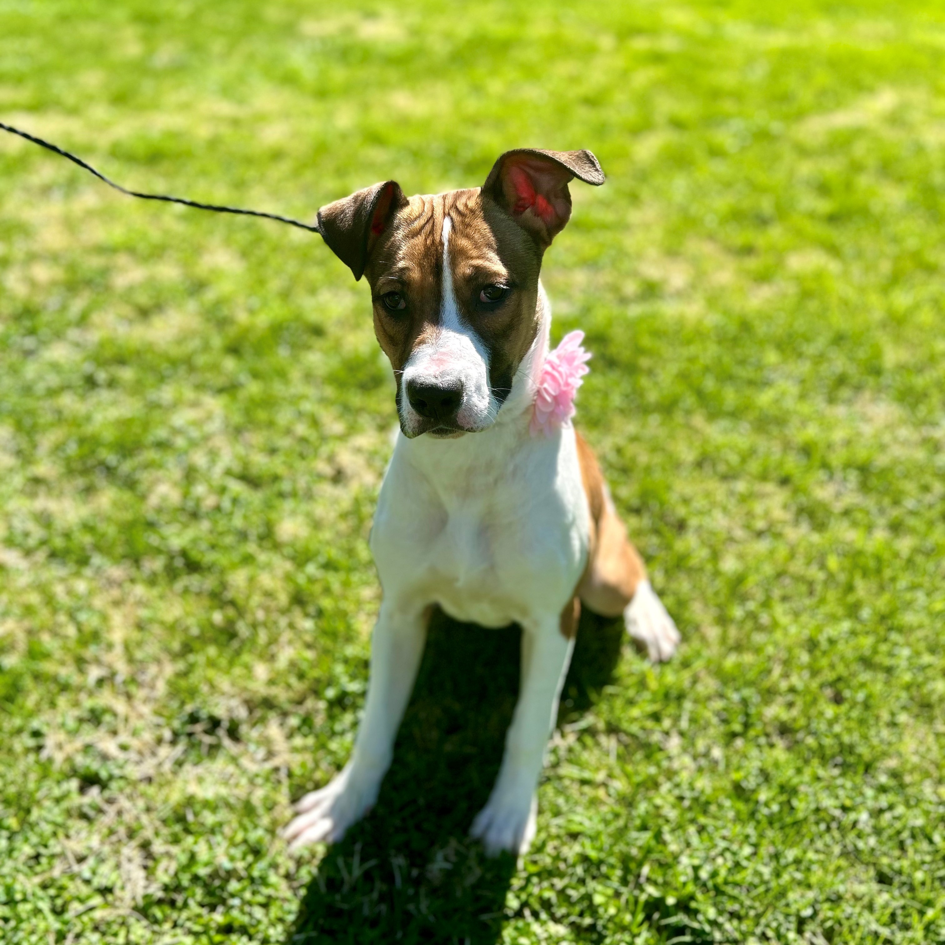 Dog for adoption Dolly, a Hound Mix in Upper Sandusky, OH Petfinder