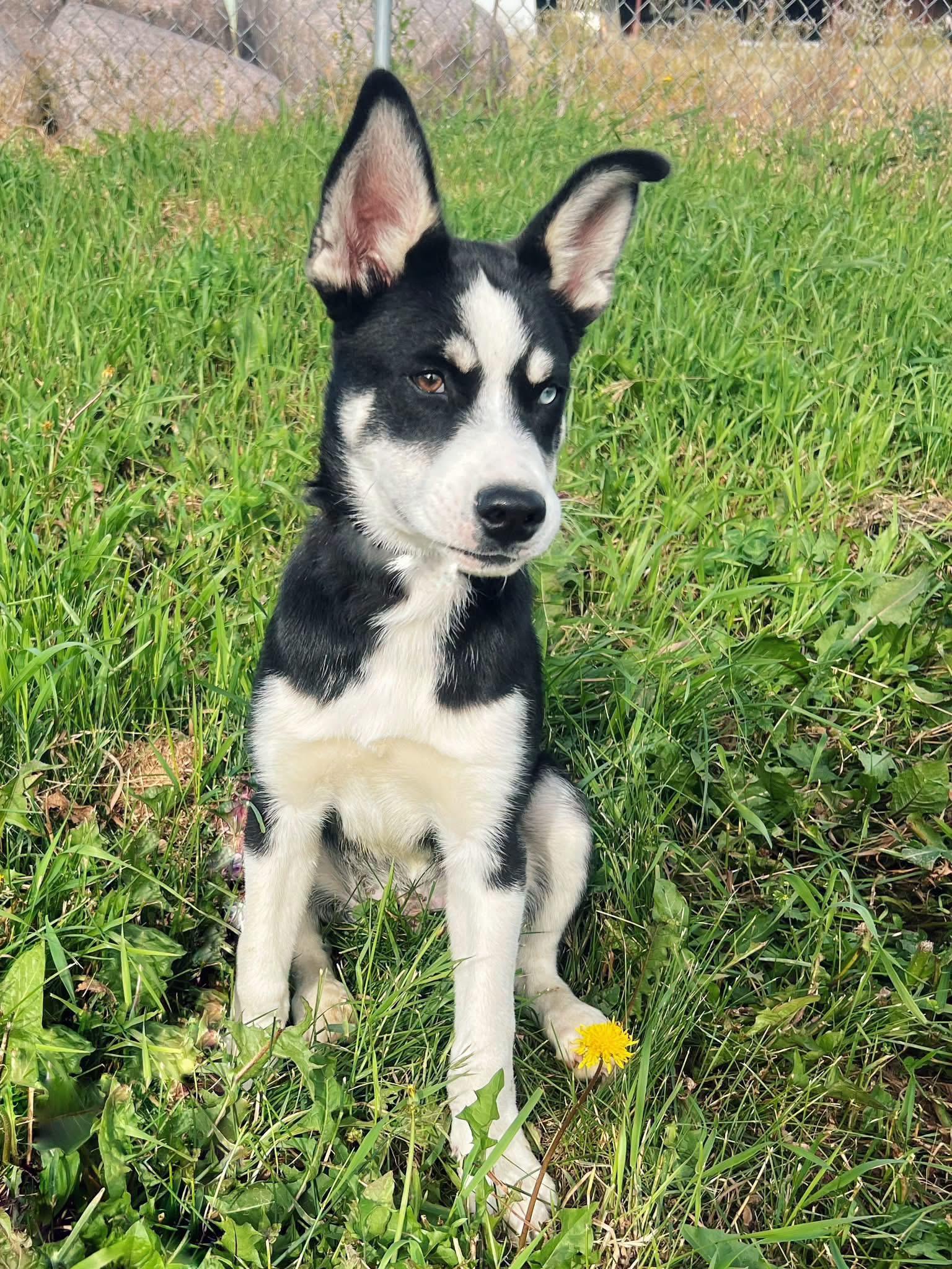 Benny, ADOPTABLE, Puppy Male Siberian Husky.