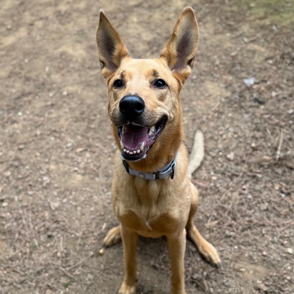 Aero, a Adoptable Mixed Breed in Fredericksburg, VA image 1/6