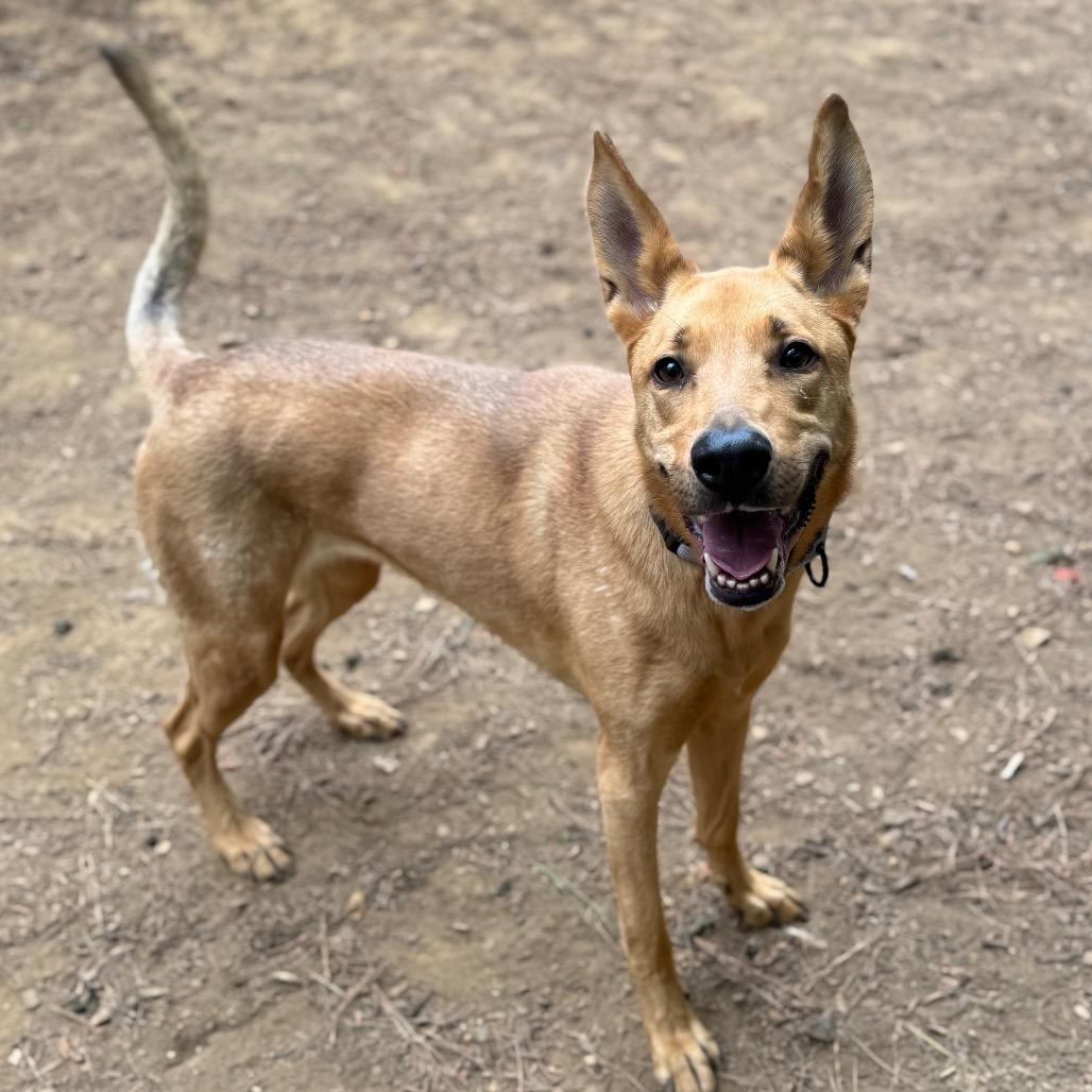 Aero, a Adoptable Mixed Breed in Fredericksburg, VA image 2/6