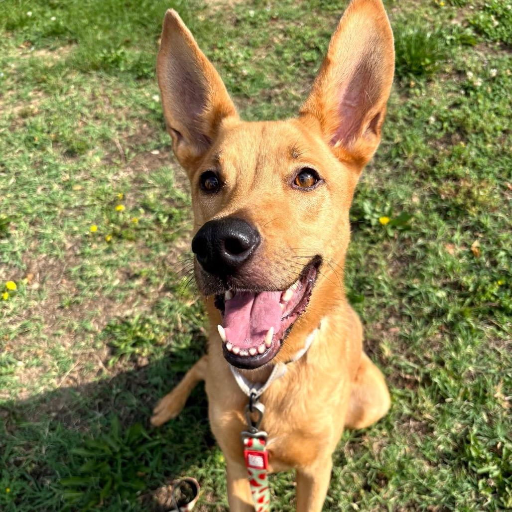 Aero, a Adoptable Mixed Breed in Fredericksburg, VA image 3/6