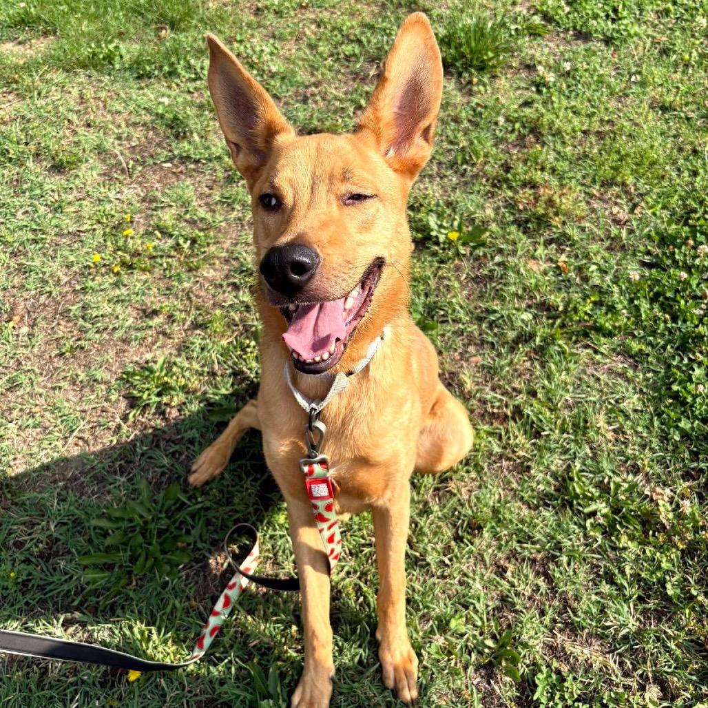 Aero, a Adoptable Mixed Breed in Fredericksburg, VA image 4/6