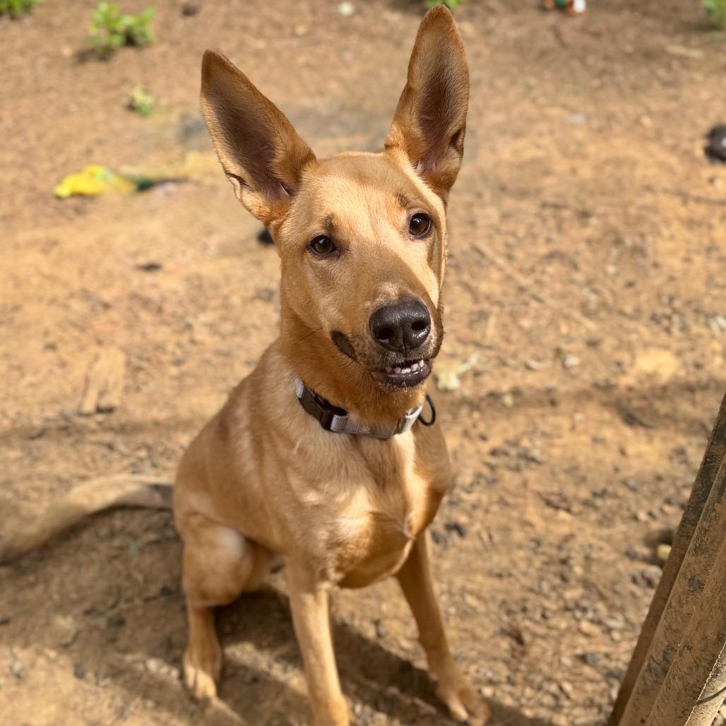 Aero, a Adoptable Mixed Breed in Fredericksburg, VA image 5/6