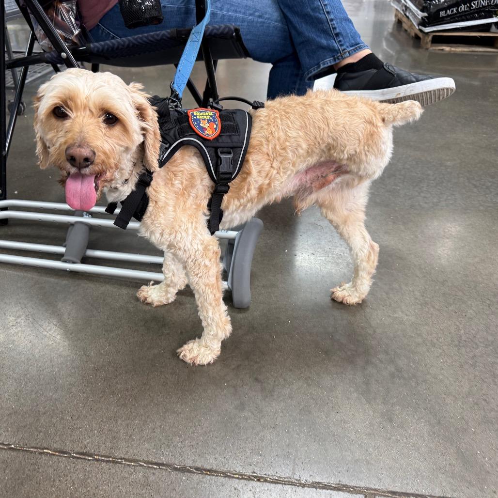 Liam, Adoptable, Adult Male Golden Retriever & Poodle.