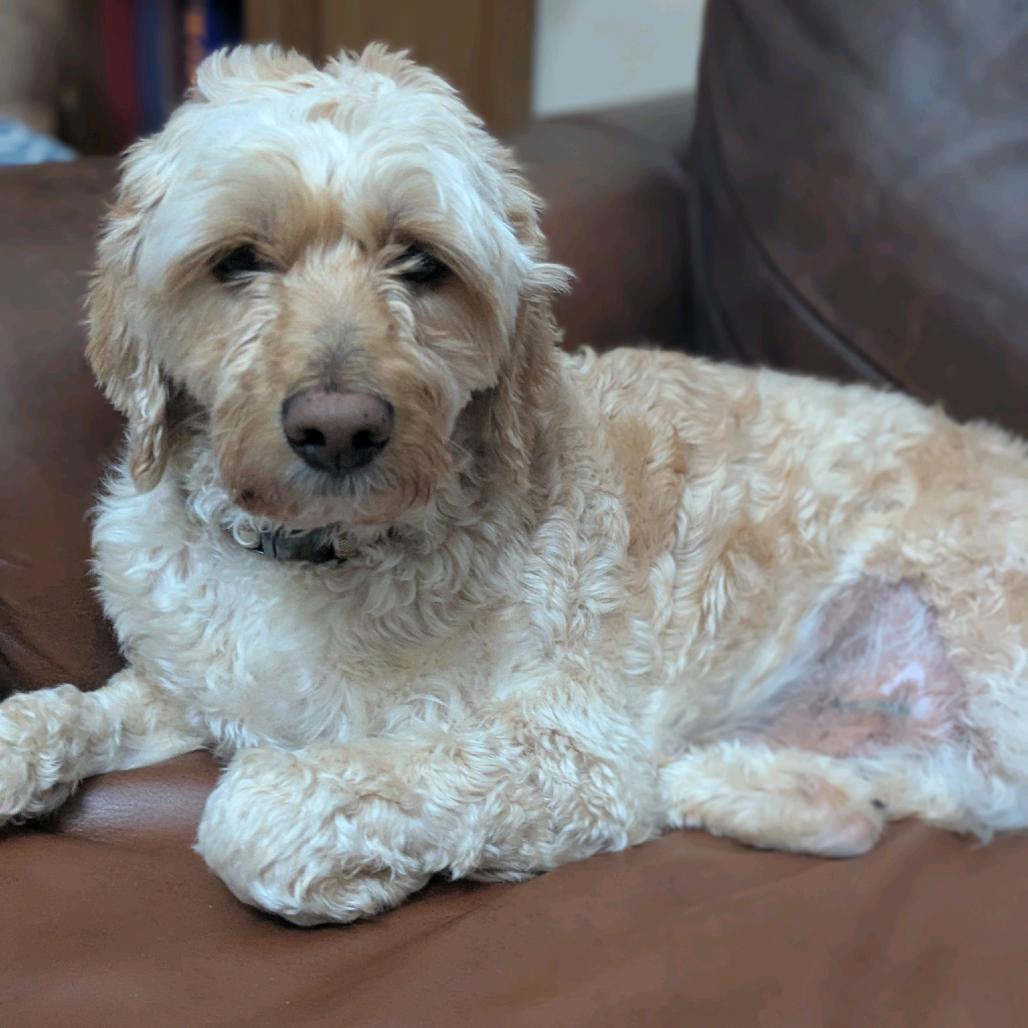 Liam, a Adoptable mixed breed in Southside, TN image 4/5
