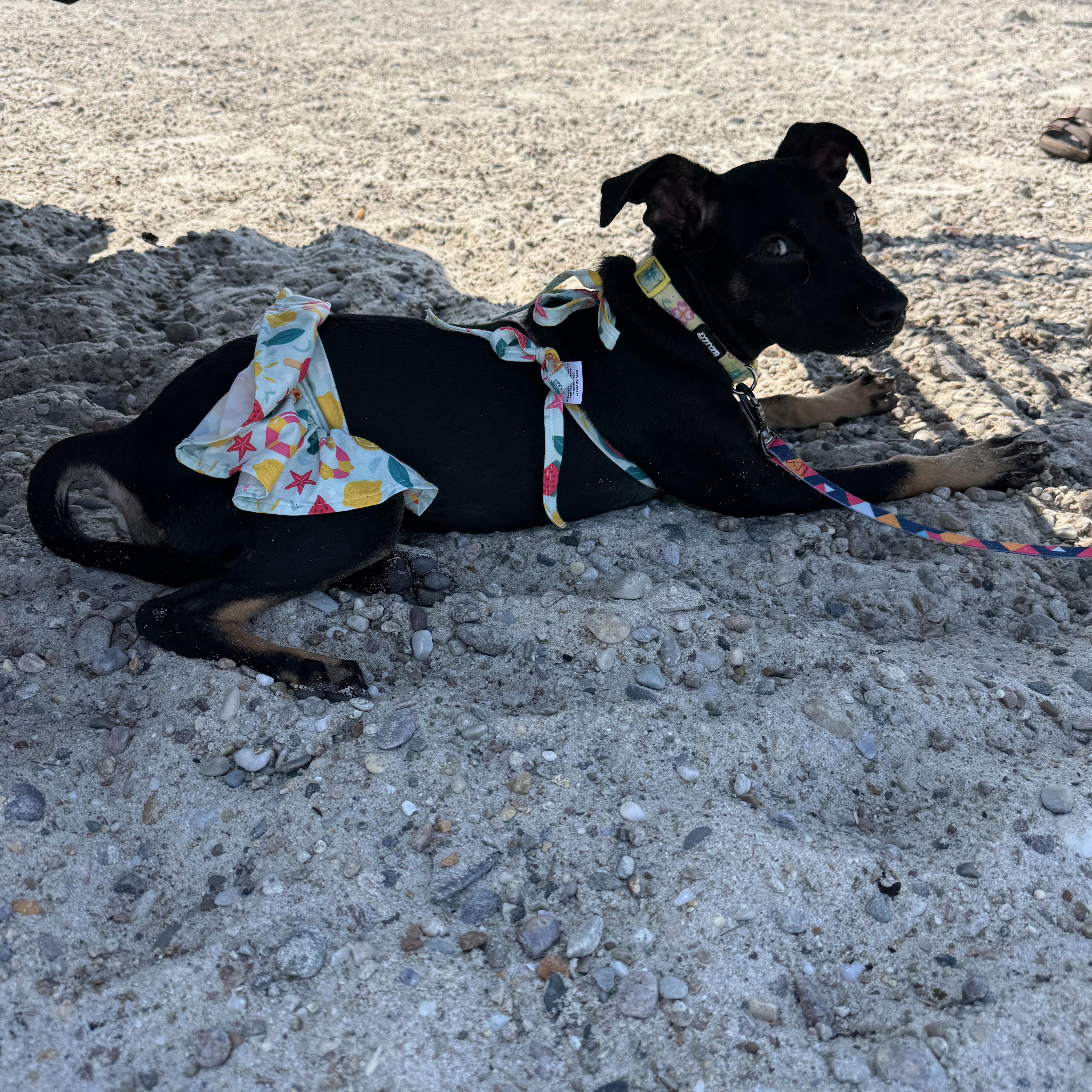 Enlarge ROXY, a Adoptable mixed breed in Marstons Mills, MA image 4/5