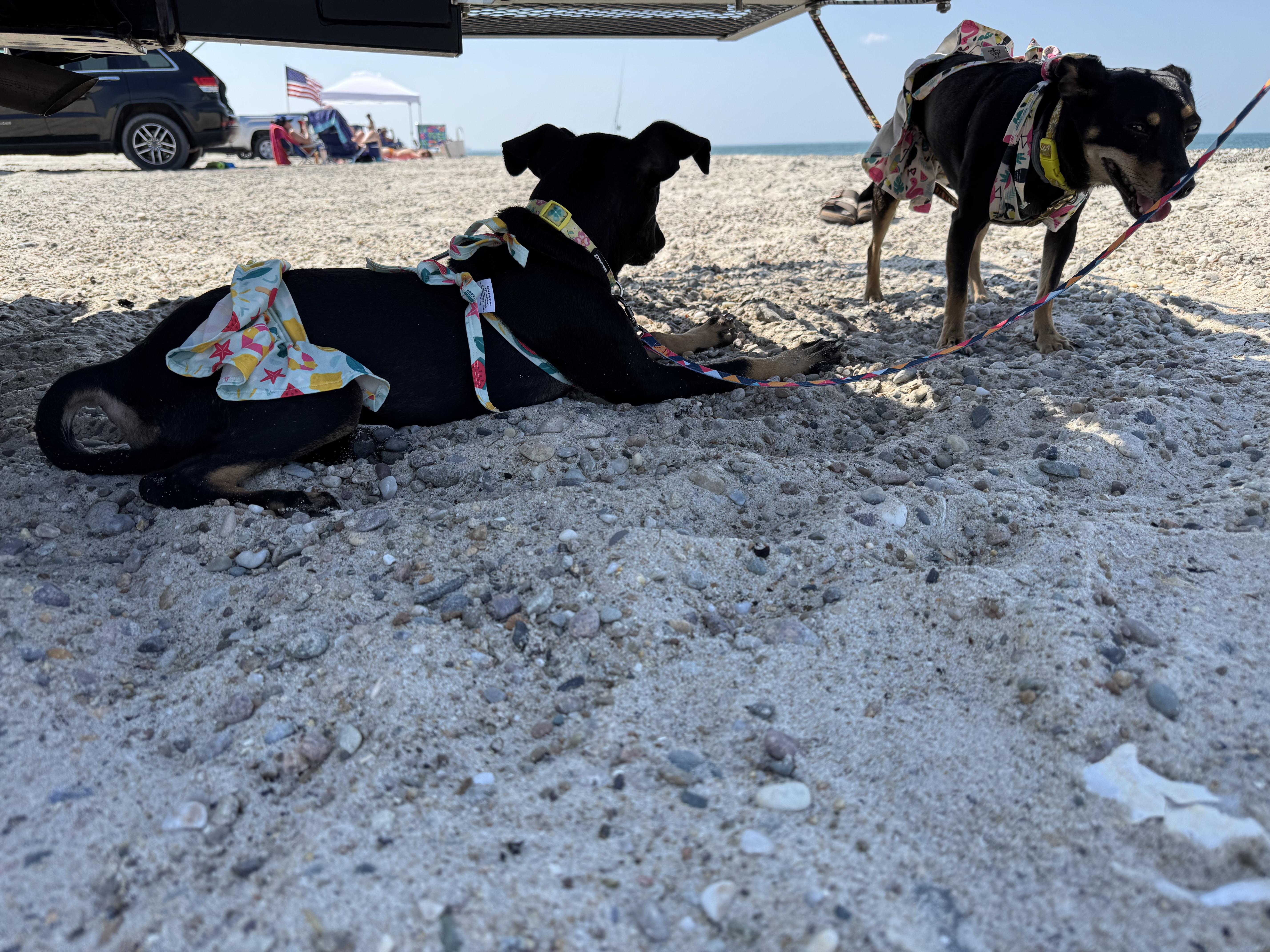 Enlarge ROXY, a Adoptable mixed breed in Marstons Mills, MA image 5/5