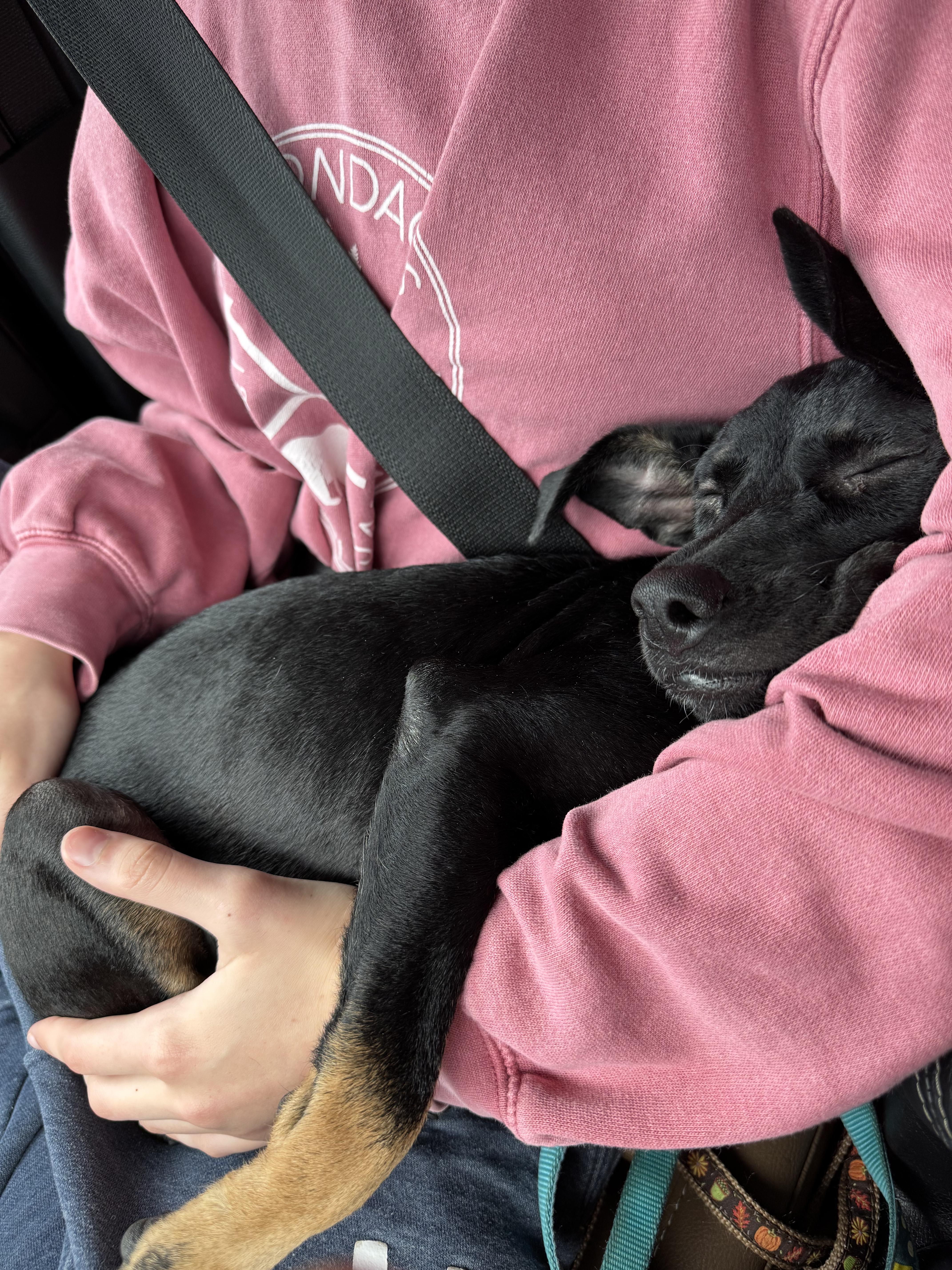 Enlarge ROXY, a Adoptable mixed breed in Marstons Mills, MA image 3/5