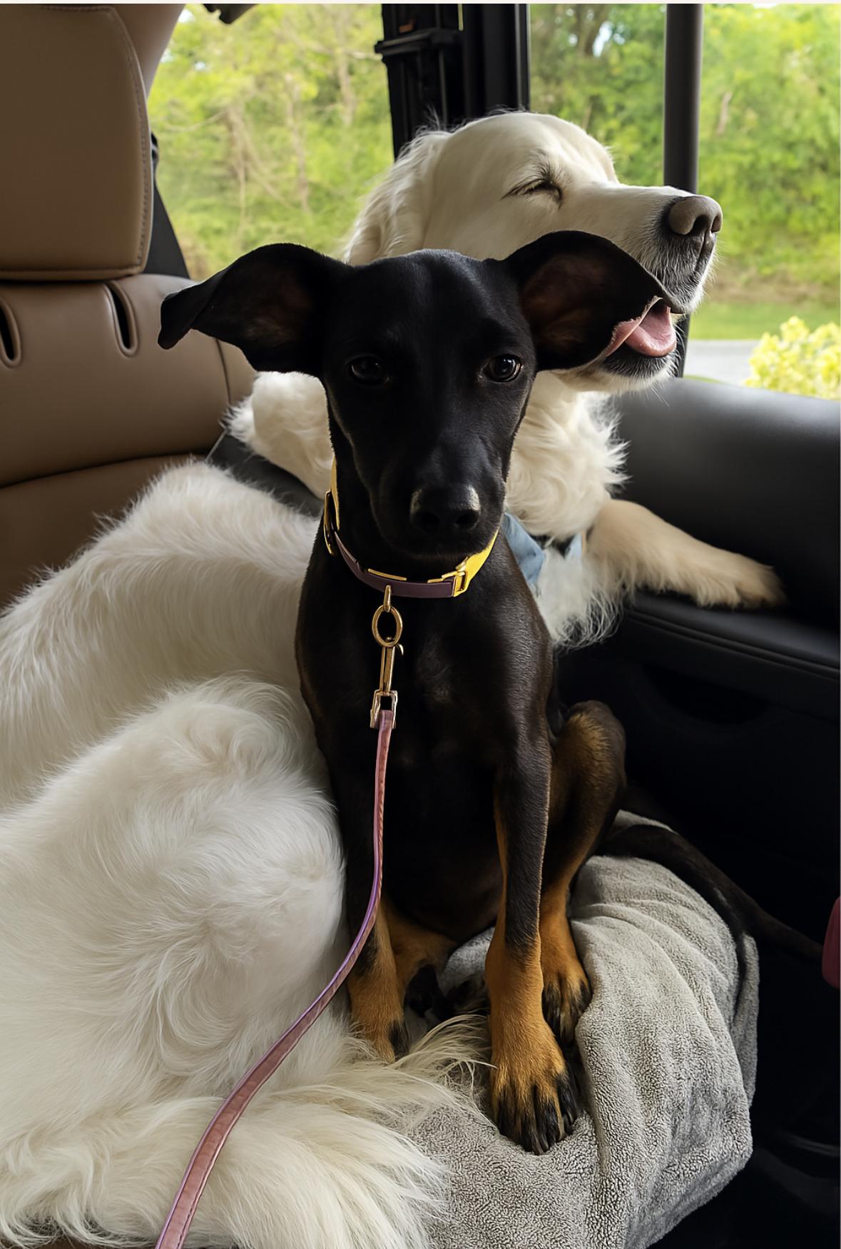 Enlarge ROXY, a Adoptable mixed breed in Marstons Mills, MA image 2/5