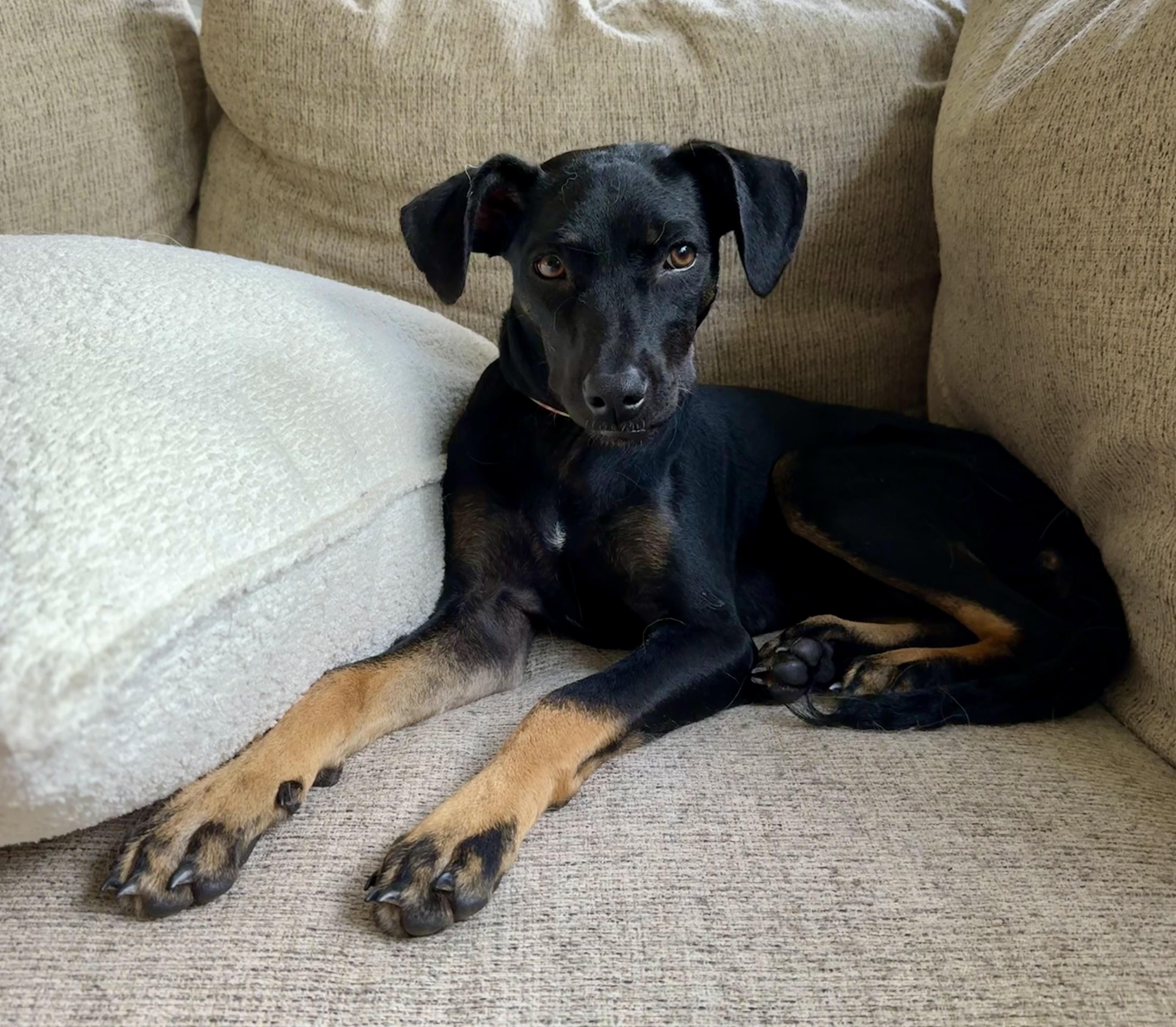 ROXY, Adoptable, Puppy Female Mixed Breed & Shepherd.